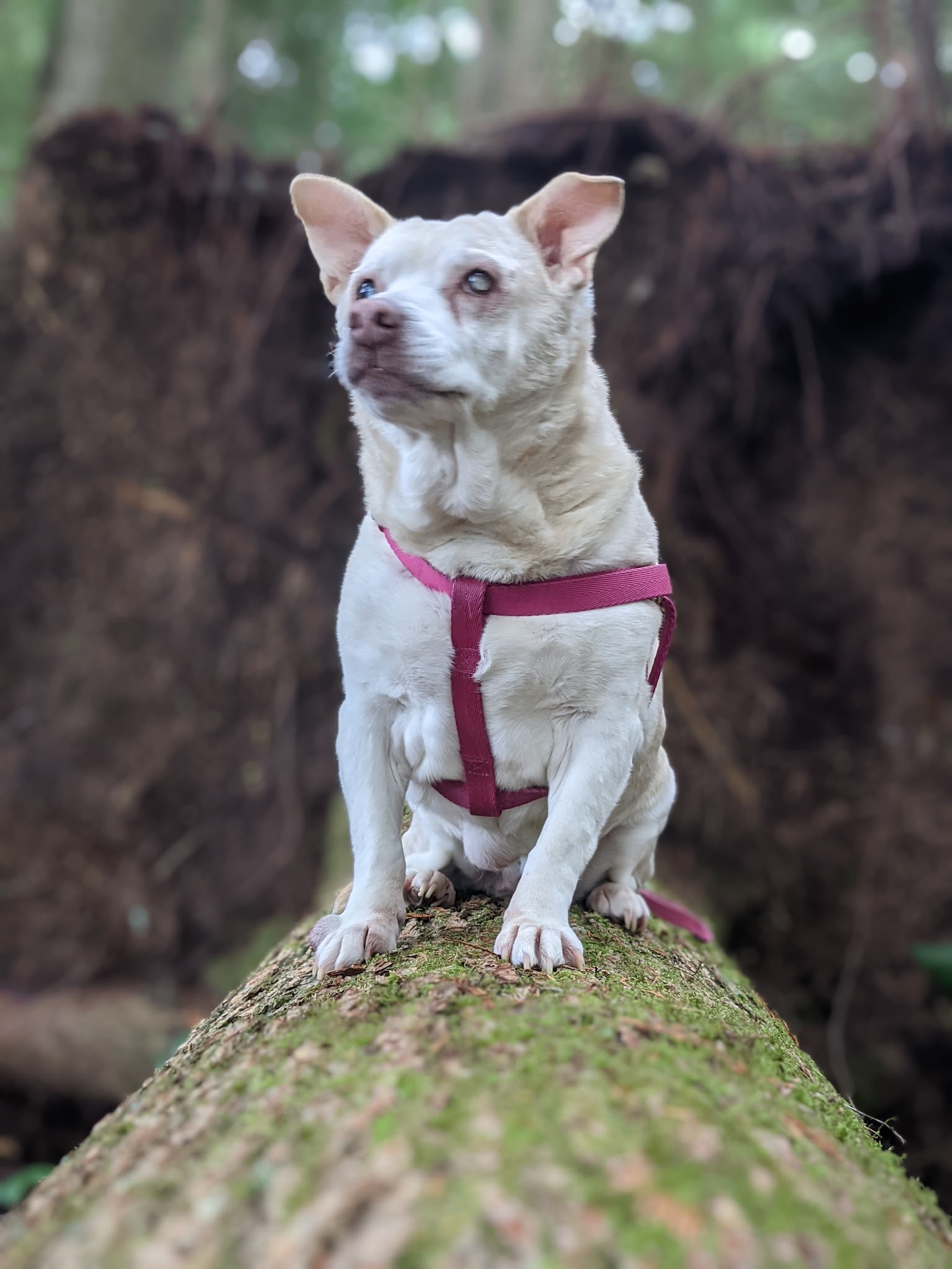 Larch Mountain Corridor Natural Sup Campground