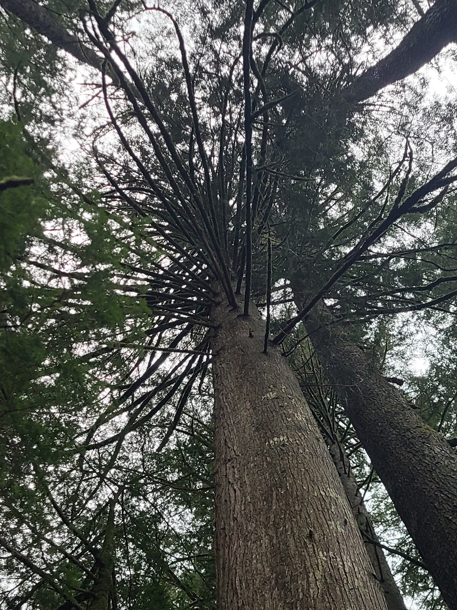 Larch Mountain Corridor Natural Sup Campground