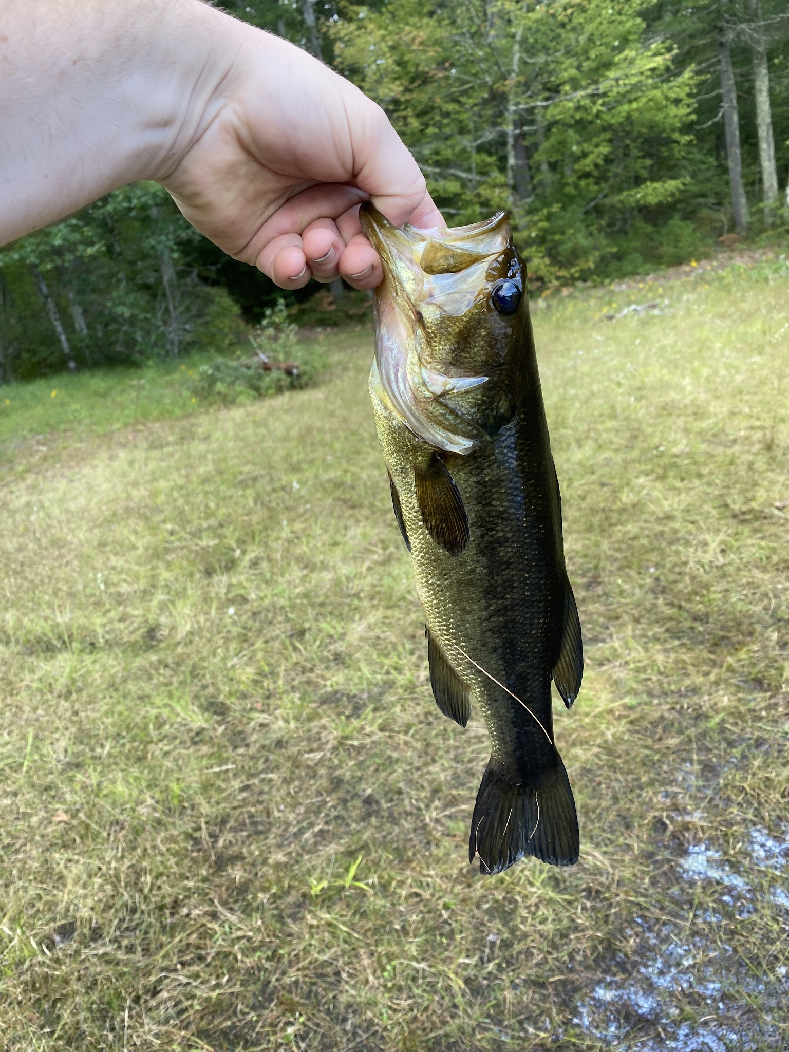 Bear Brook State Park