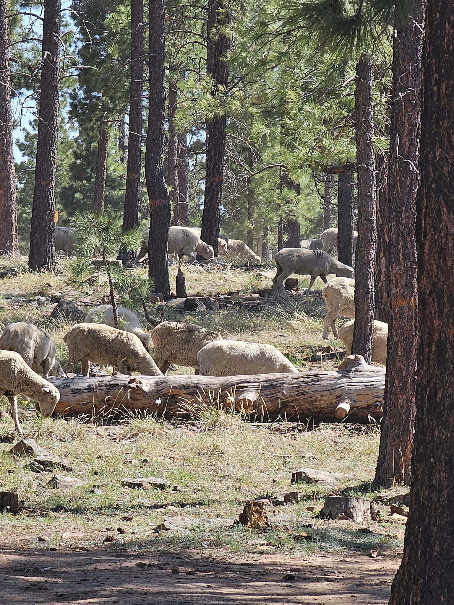 Larson Ridge Camping Area