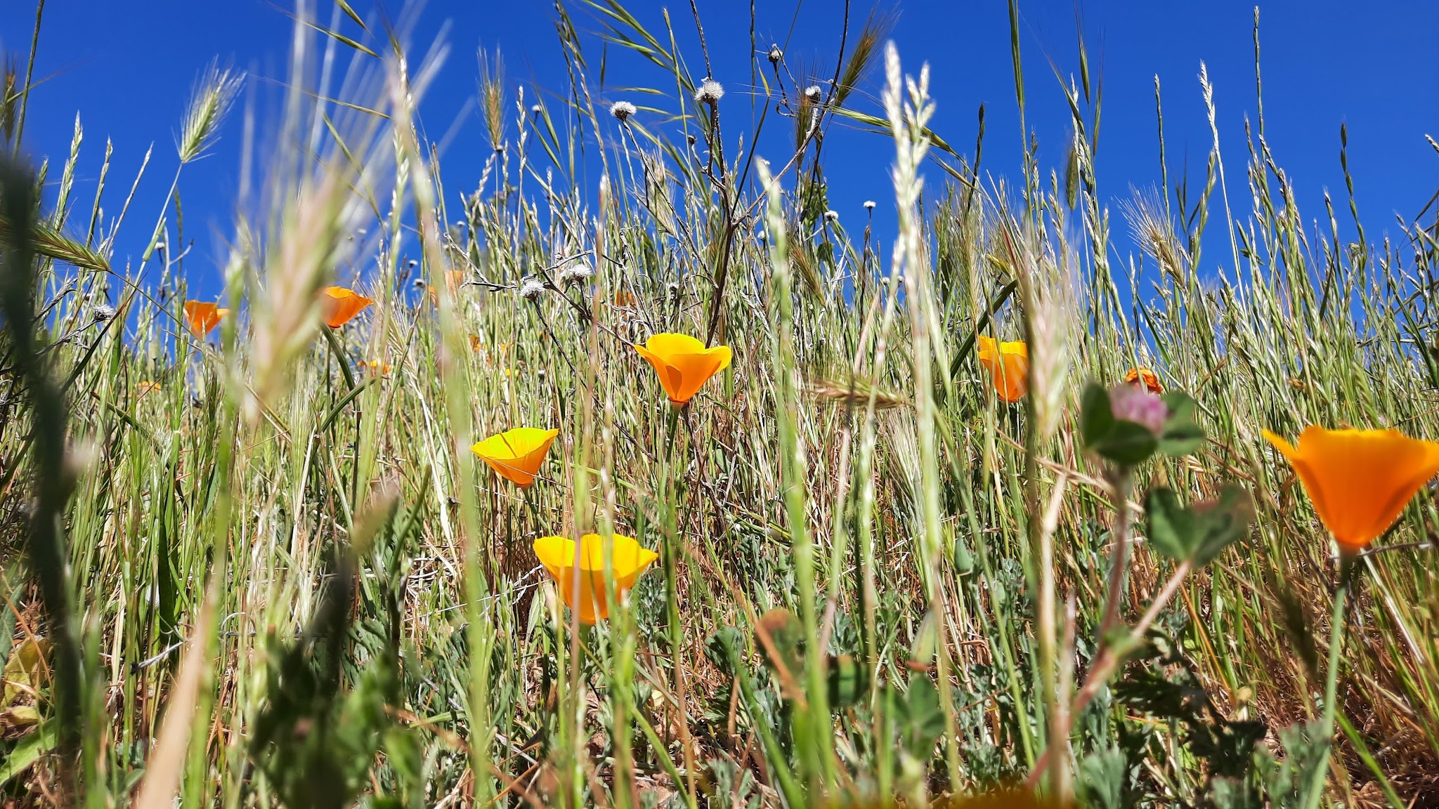 Las Trampas Regional Wilderness