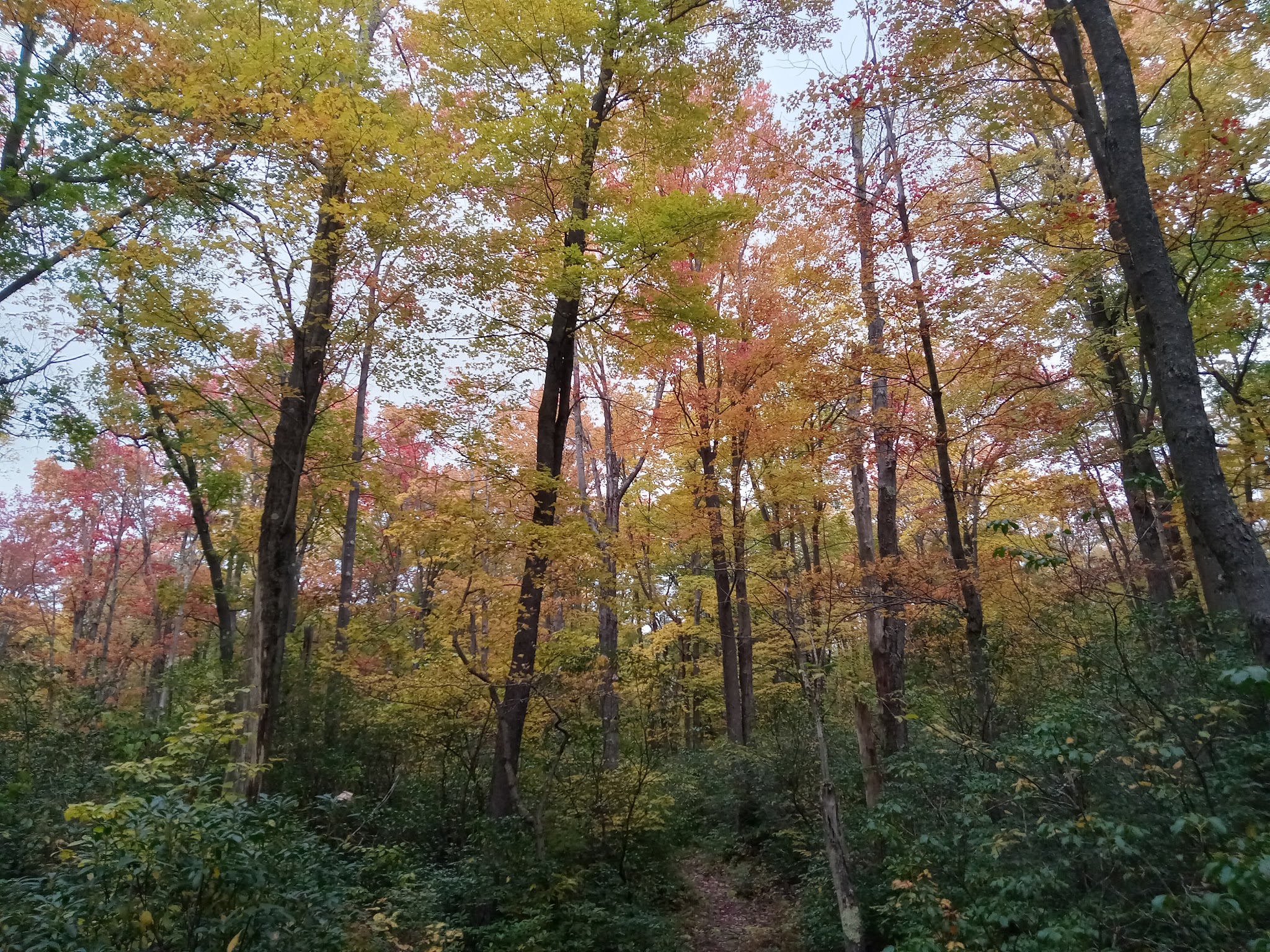 Laurel Summit State Park