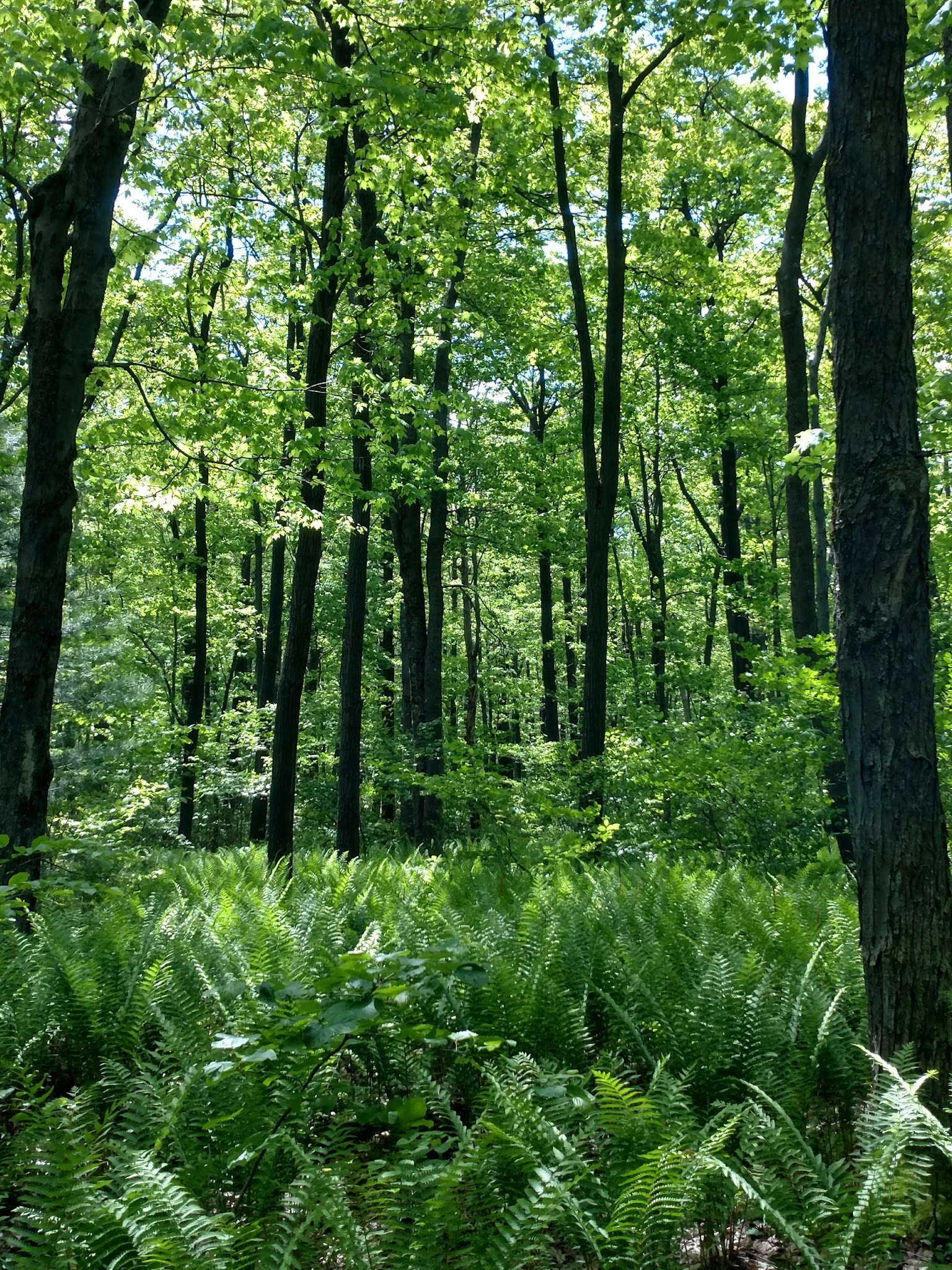 Laurel Summit State Park