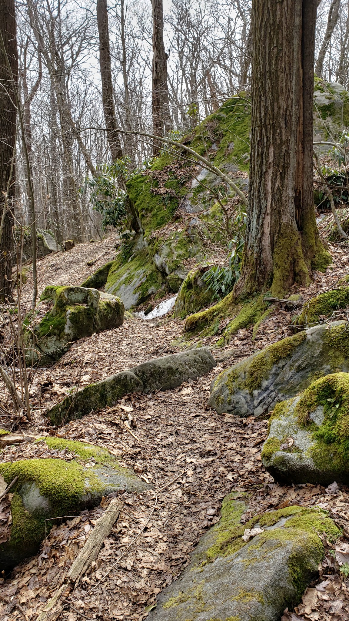Laurel Summit State Park