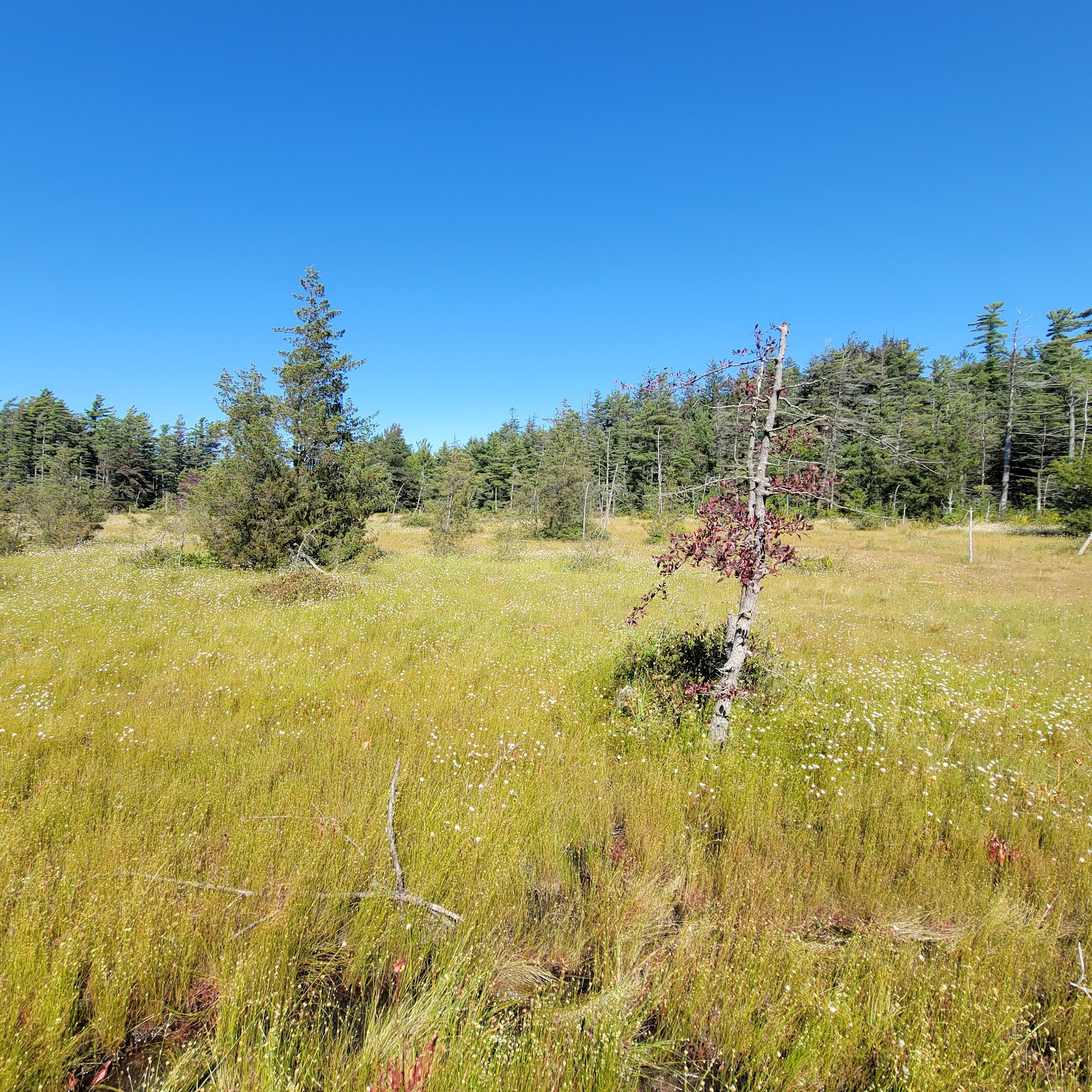 Laurel Summit State Park