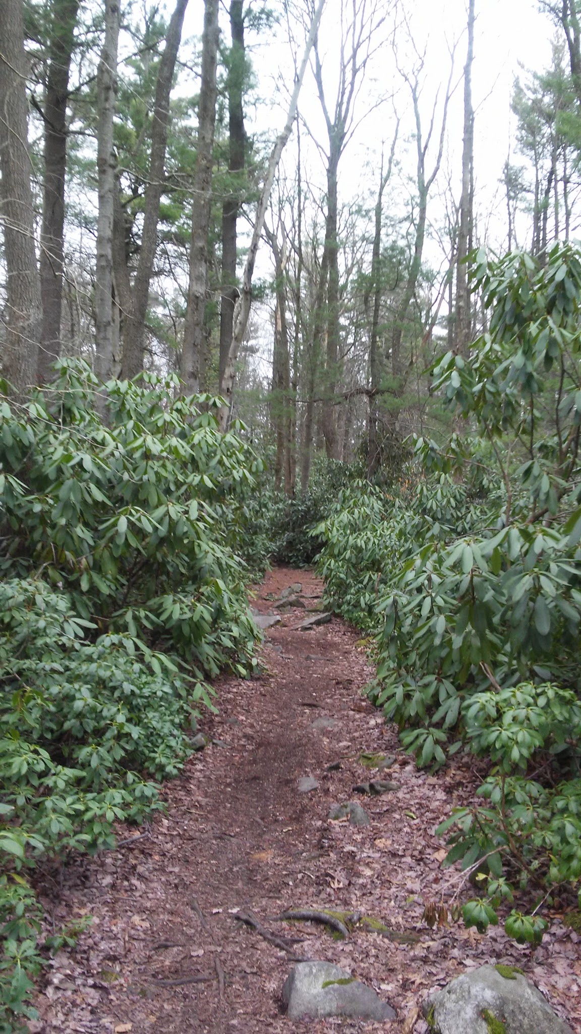 Laurel Summit State Park