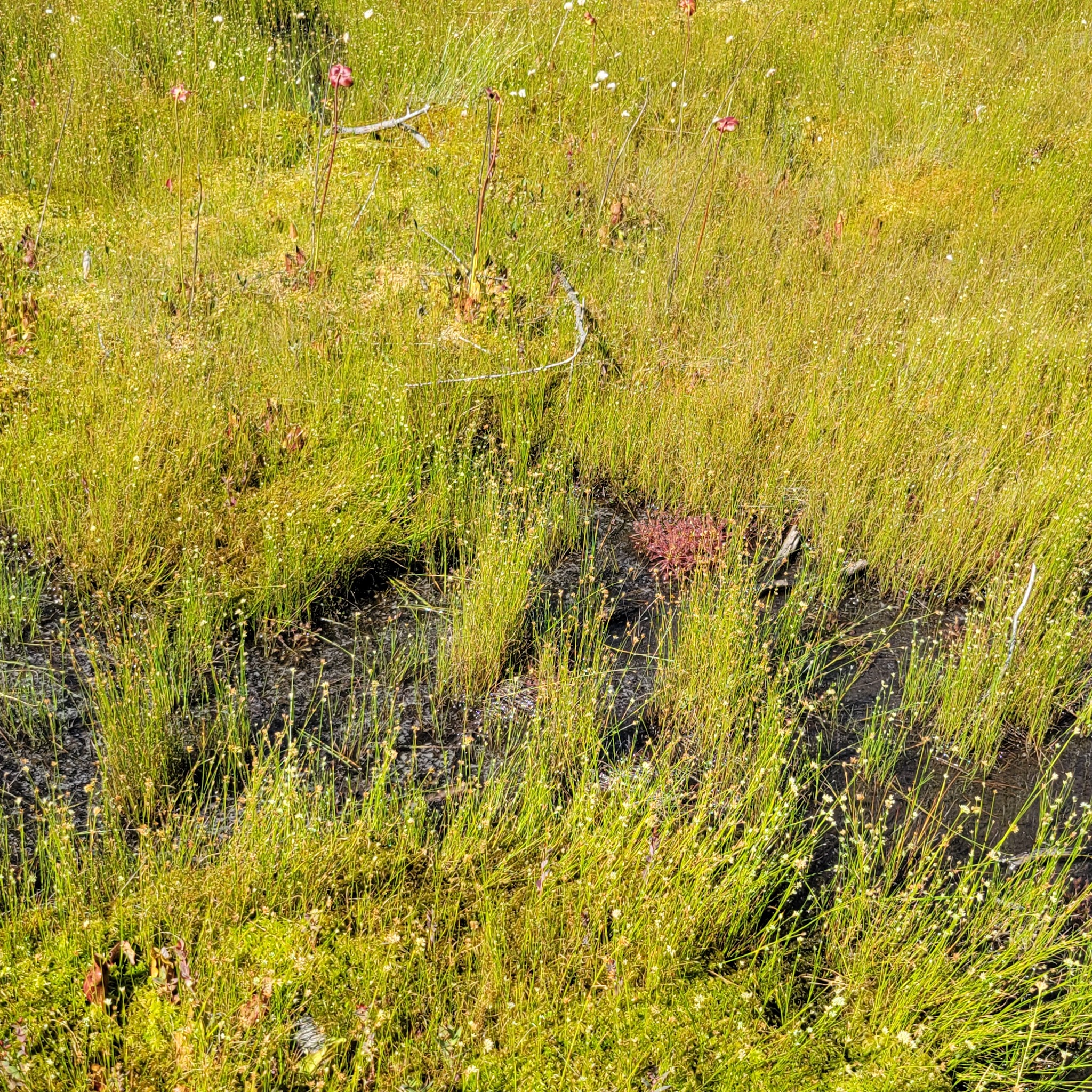 Laurel Summit State Park