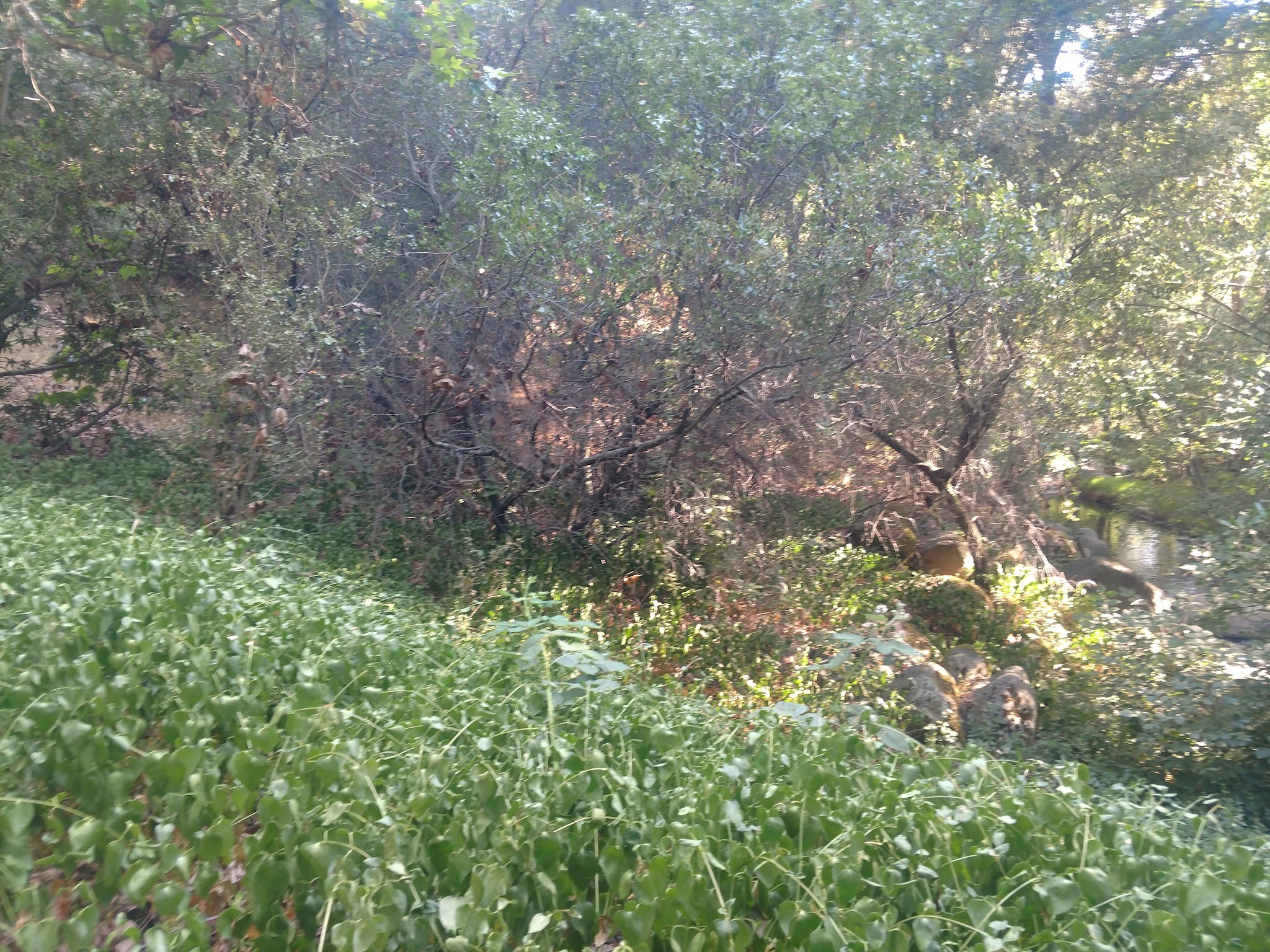 Leavis Flat Campground