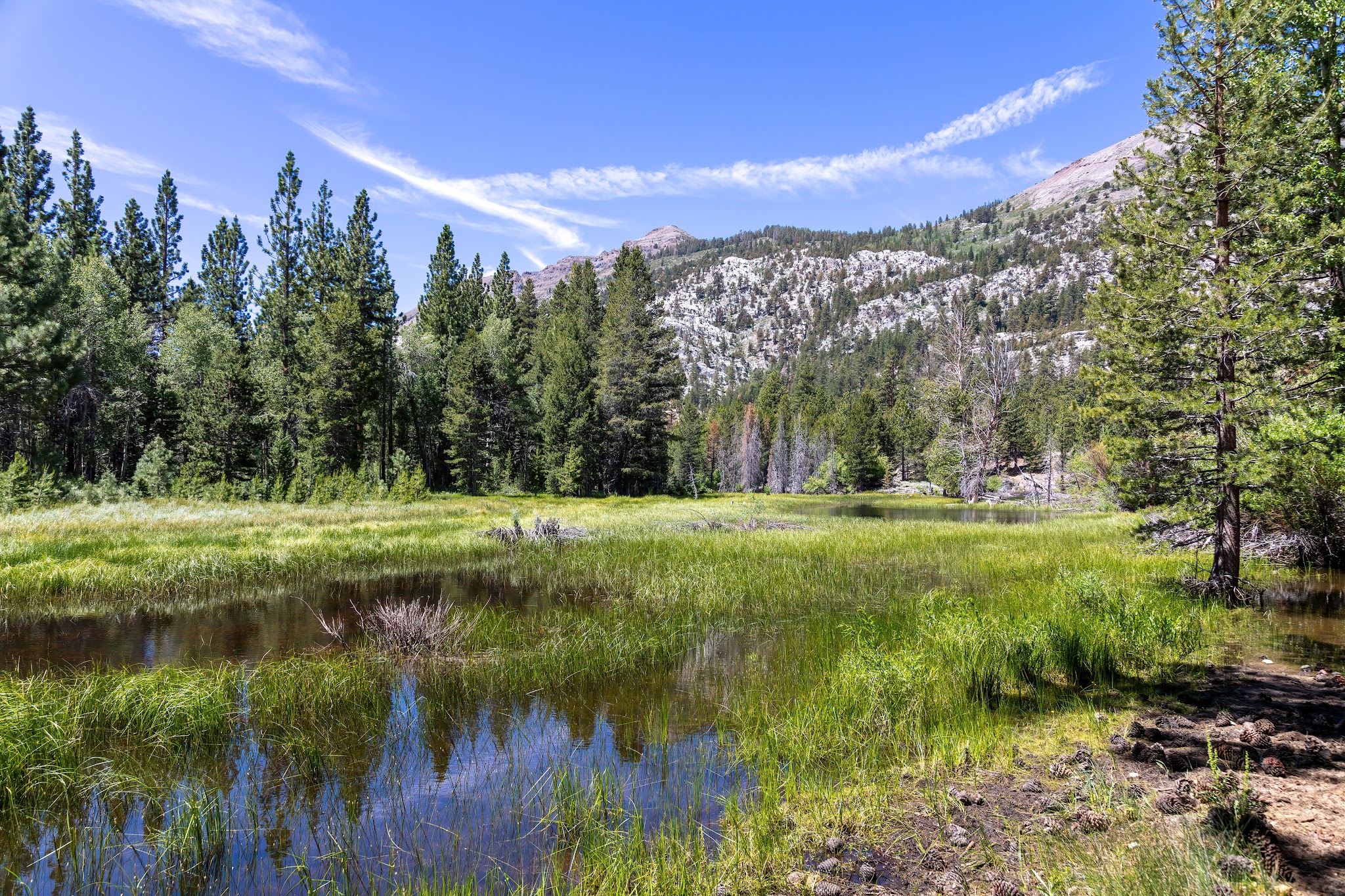 Leavitt Meadows Campground