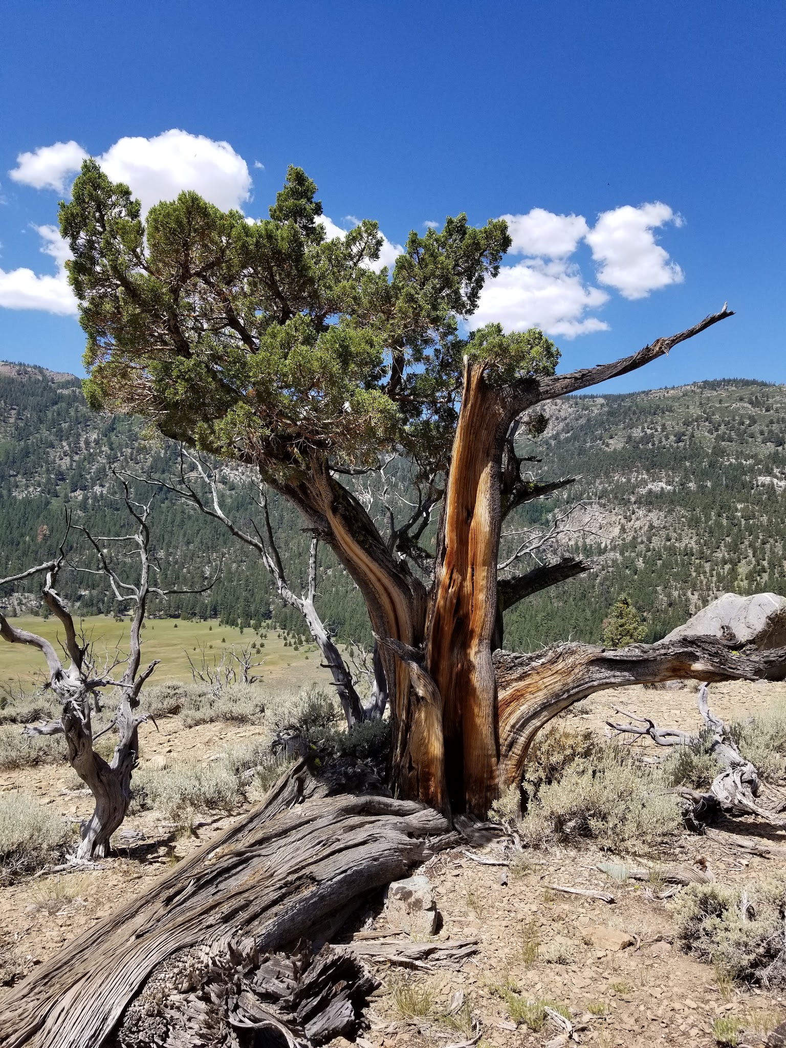 Leavitt Meadows Campground