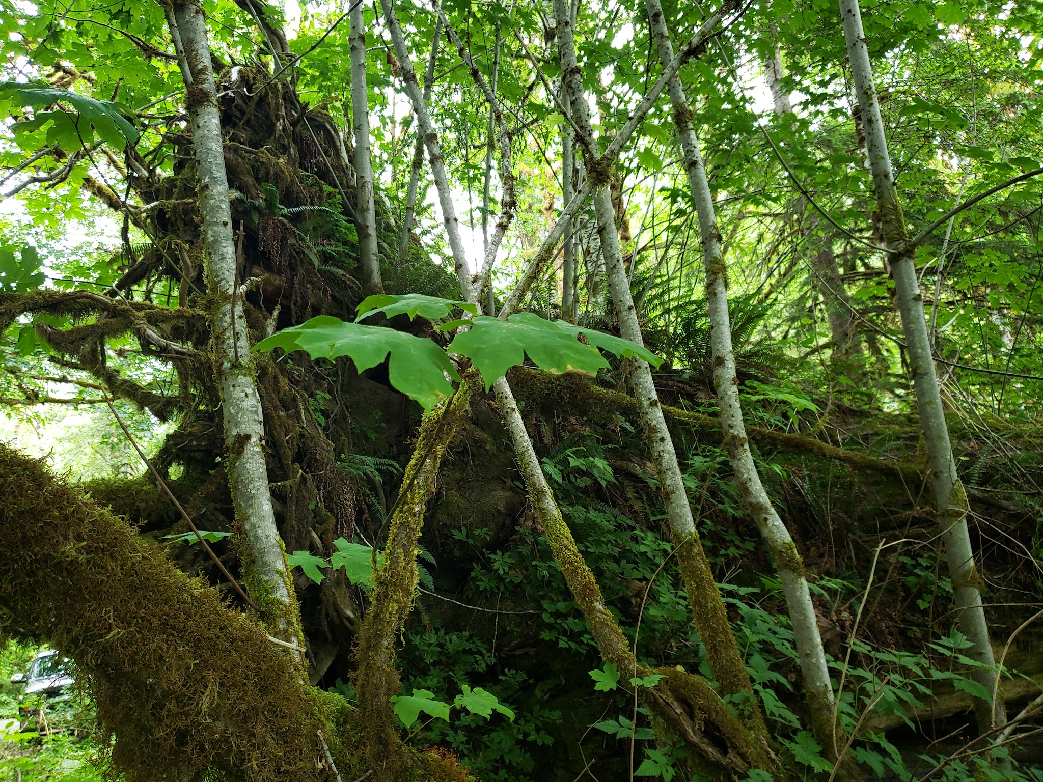 Lena Creek Campground