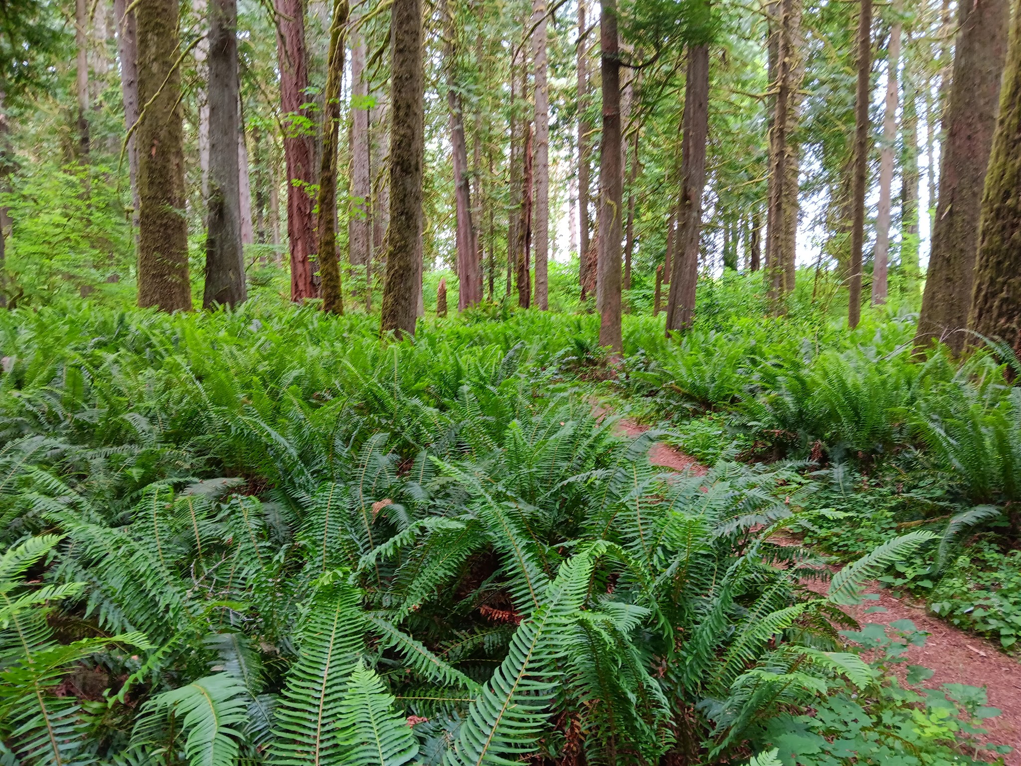 Lewis and Clark State Park (SW Washington)