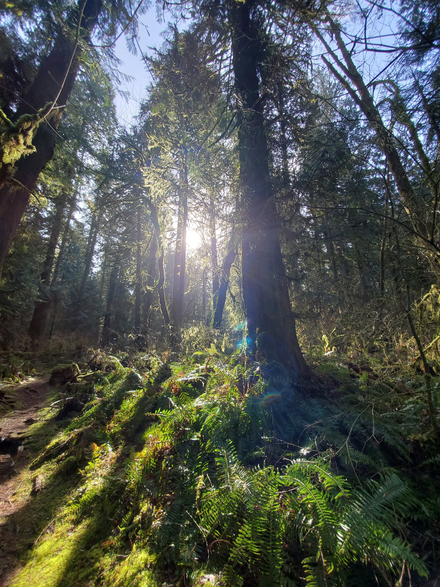 Lewis and Clark State Park (SW Washington)