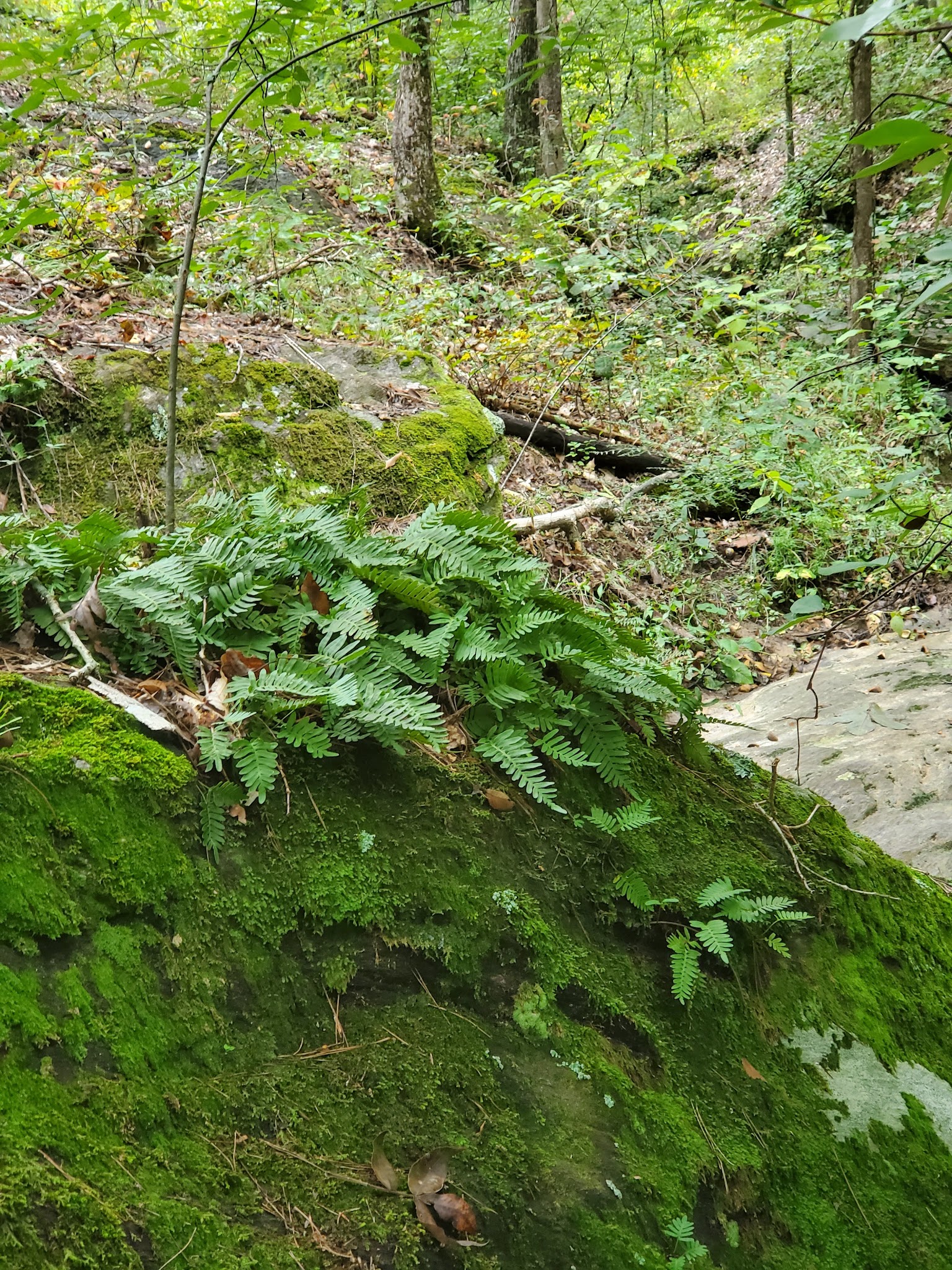 Lick Fork Lake Recreation Area