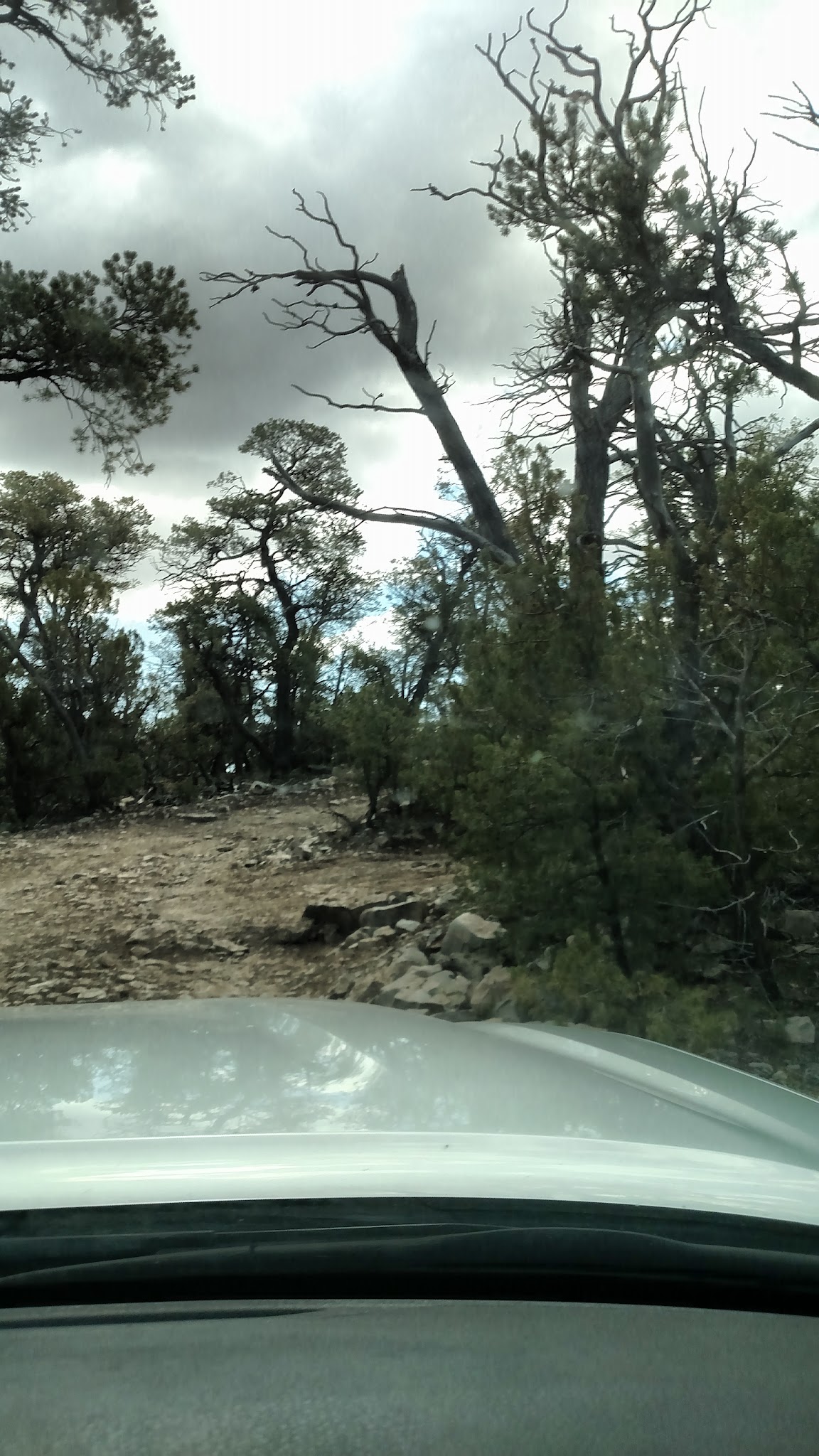 Links Tract Campground