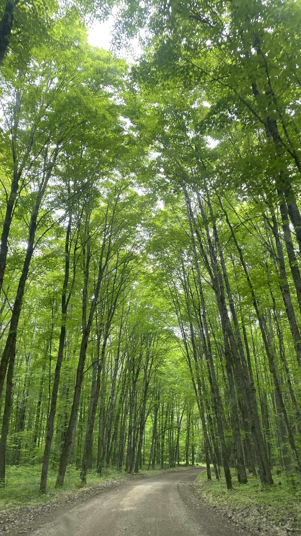 Little Bass Lake Campsites