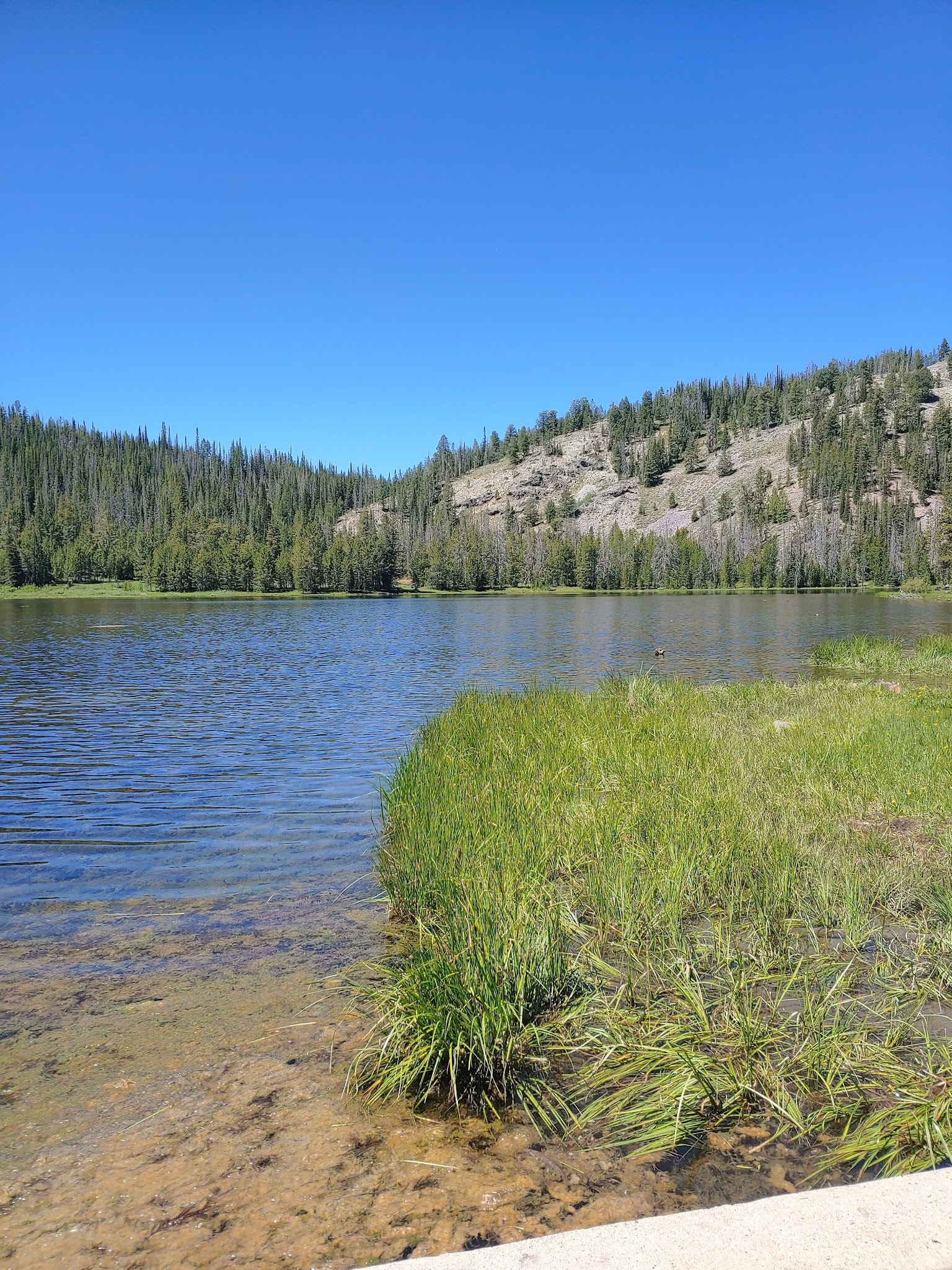 Little Bayhorse Camping Area