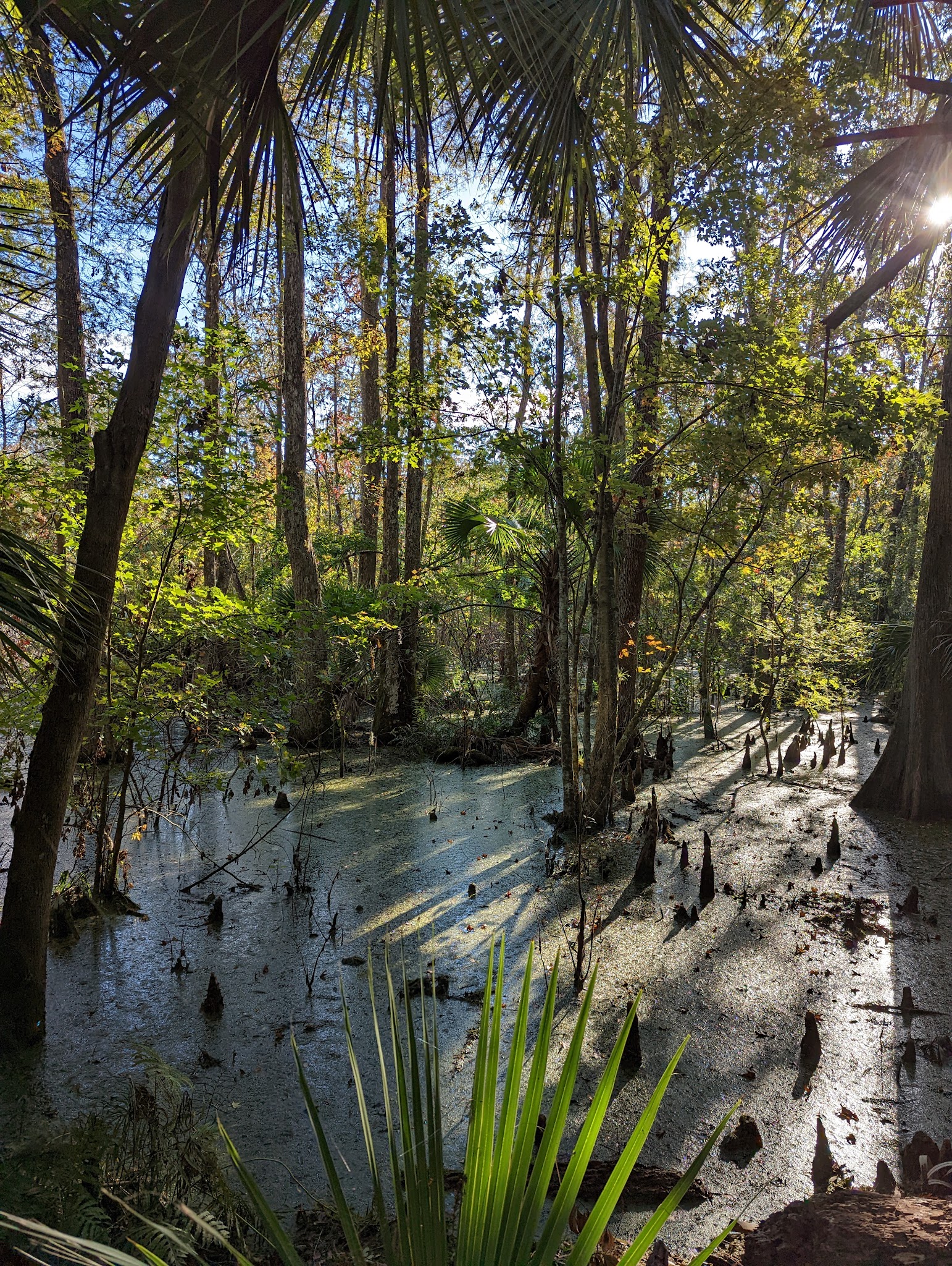 East Camp Zone Little Big Econ State Forest