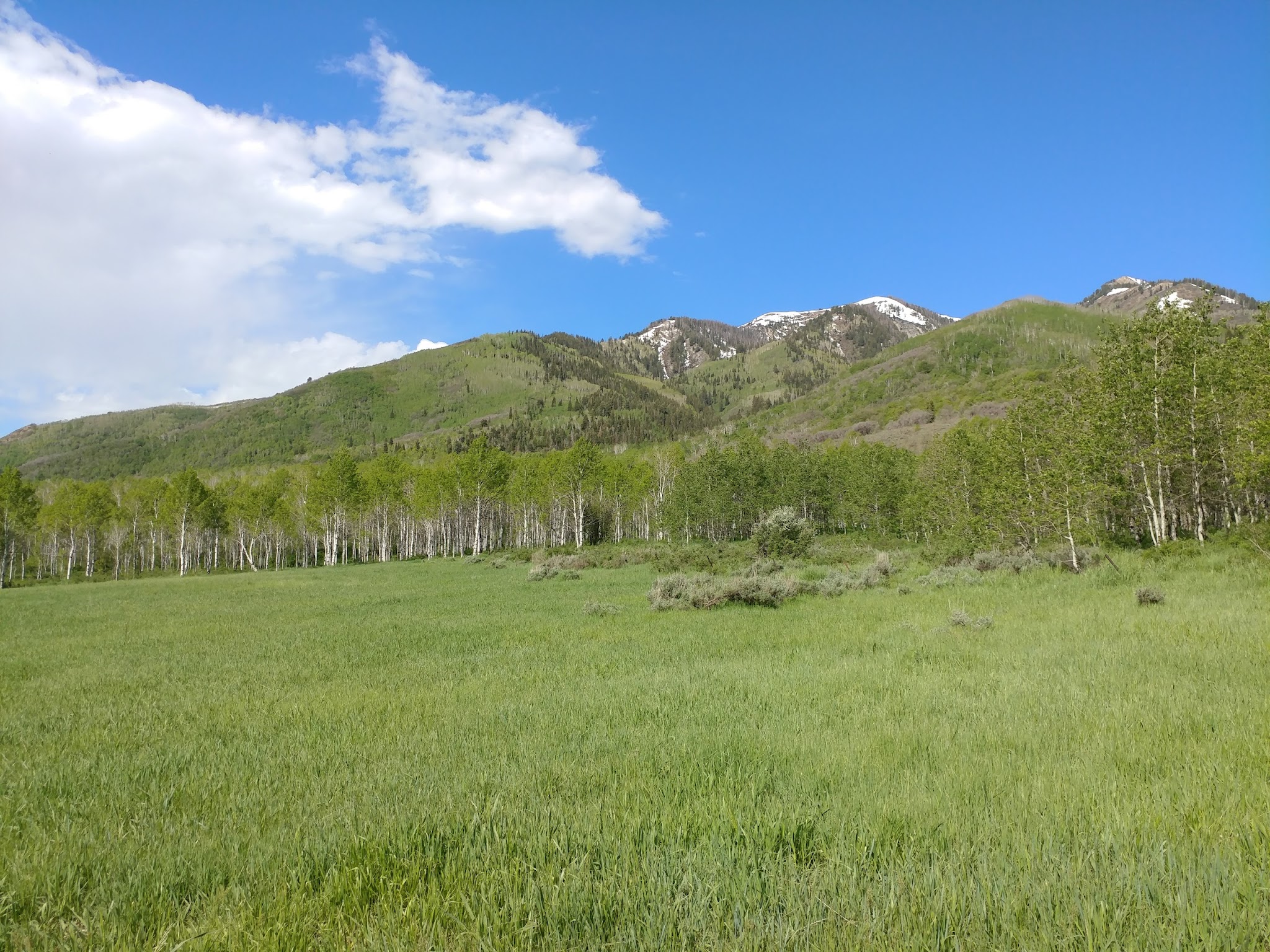 Wasatch Mountain - Little Deer Creek