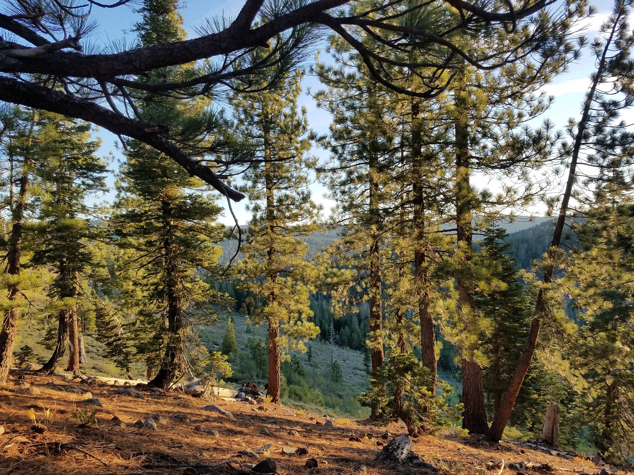 Little Lasier Meadows Campground