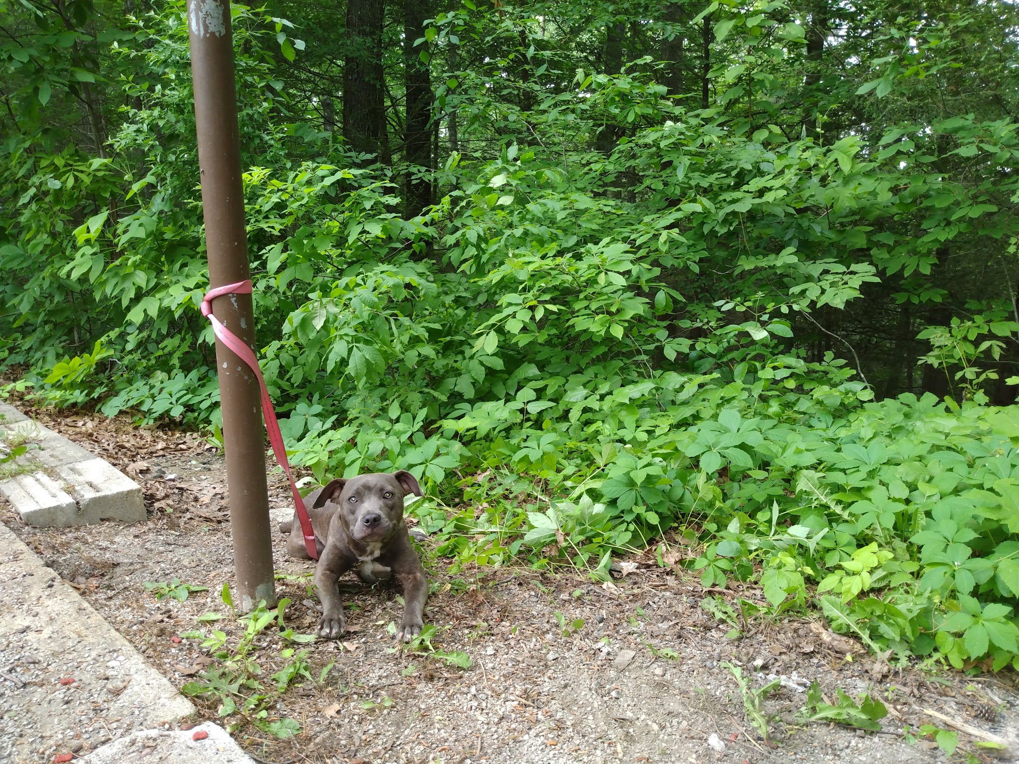 Little Lick Campground