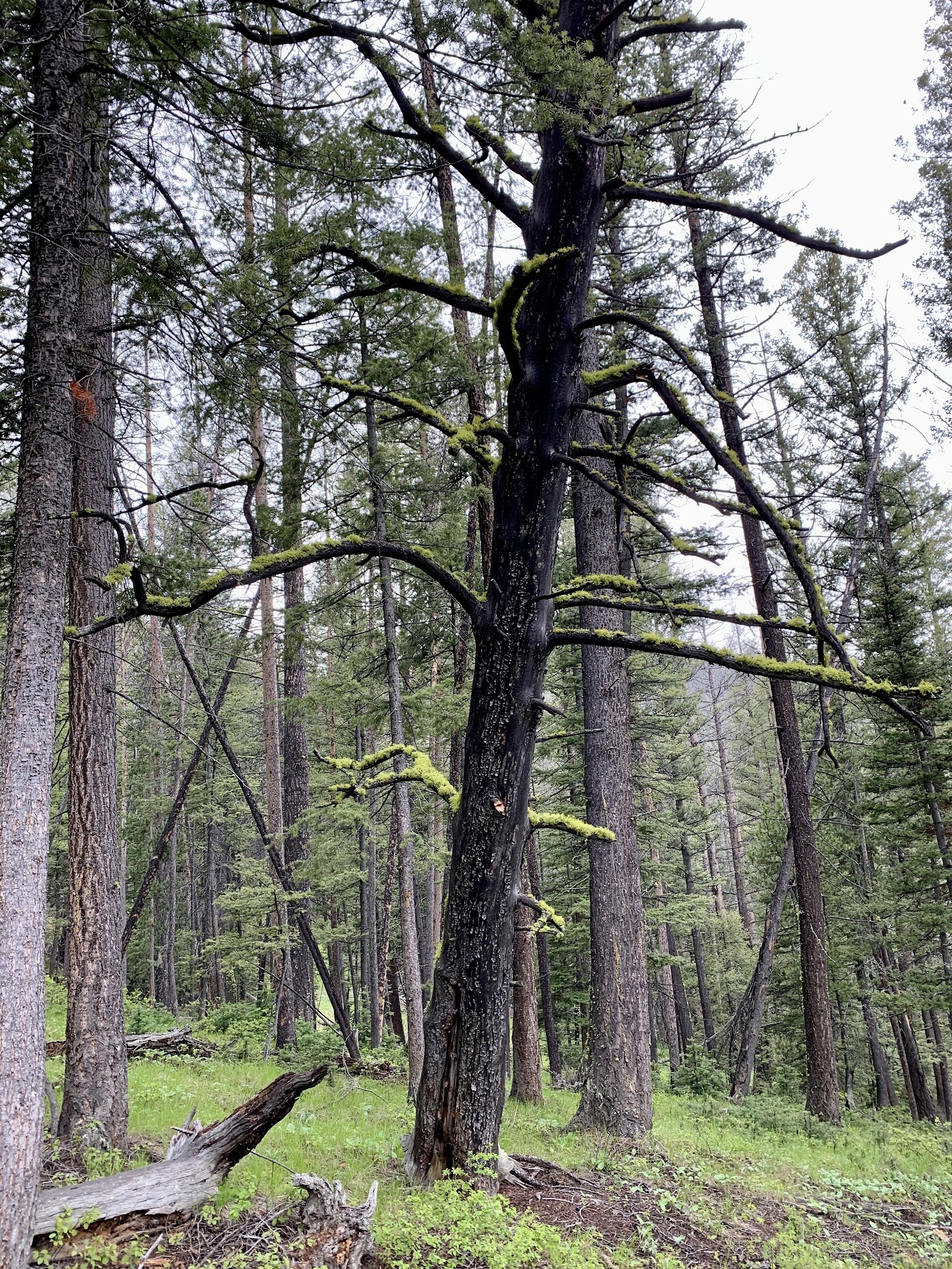 Little West Fork Morgan Creek Trailhead