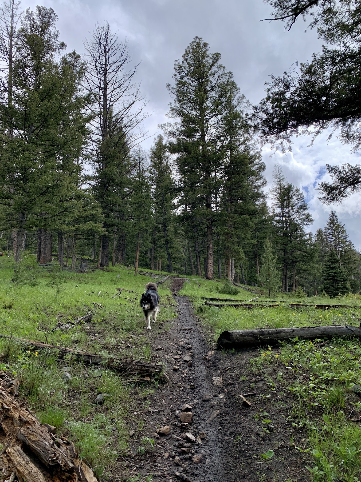 Little West Fork Morgan Creek Trailhead