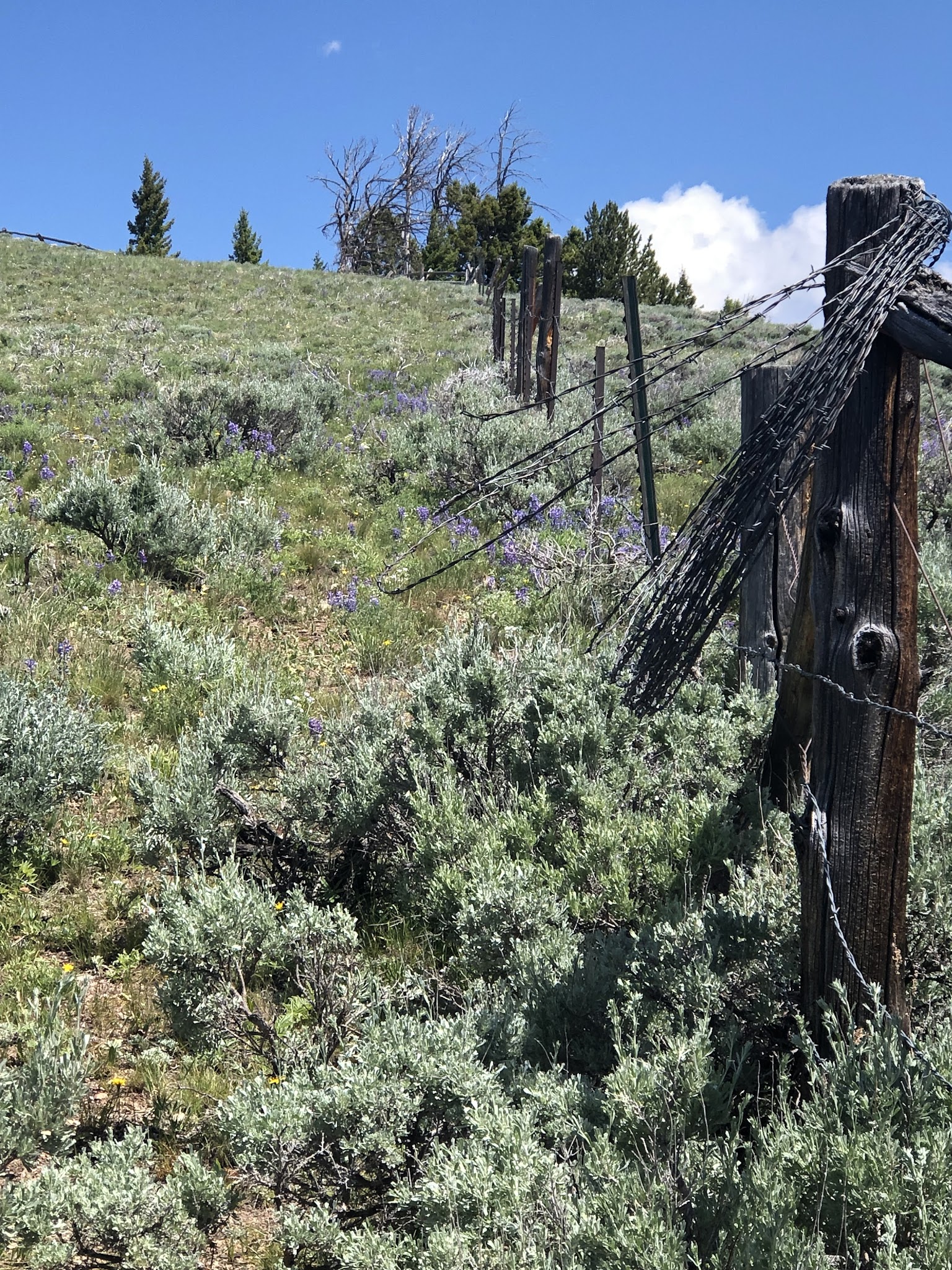 Little West Fork Morgan Creek Trailhead