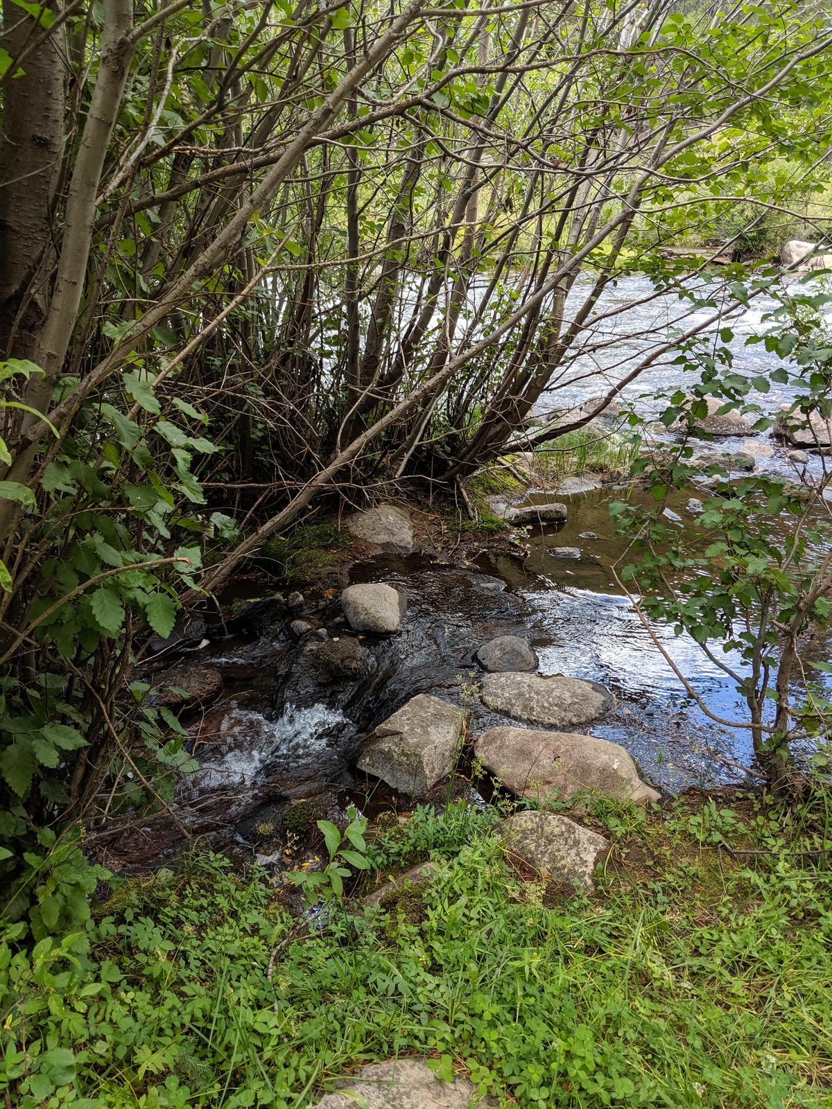 Lodgepole (Taylor River Canyon Near Gunnison, Colorado)