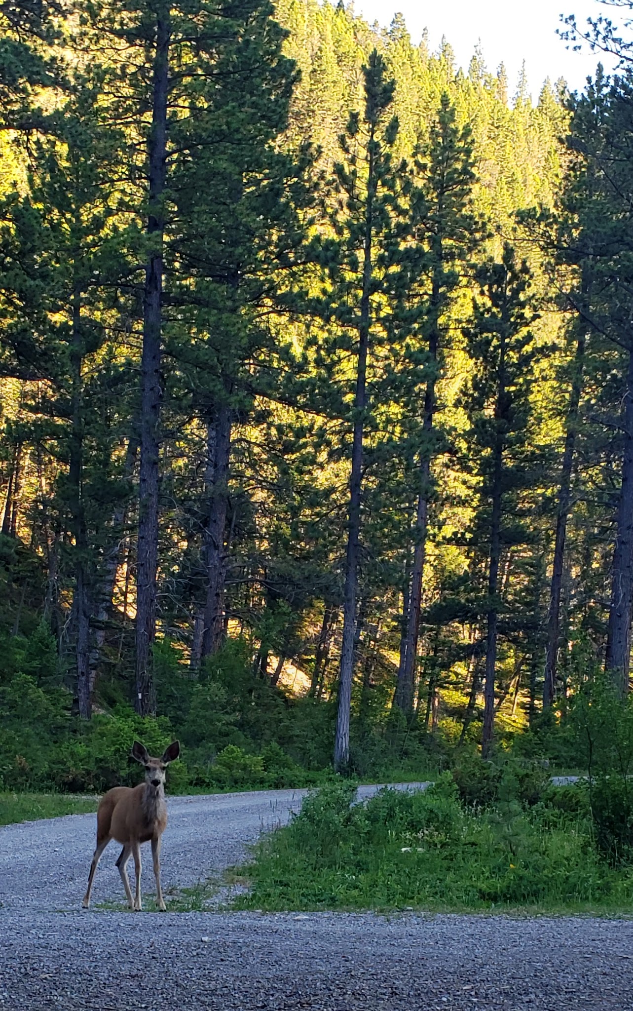 Logging Creek Campground