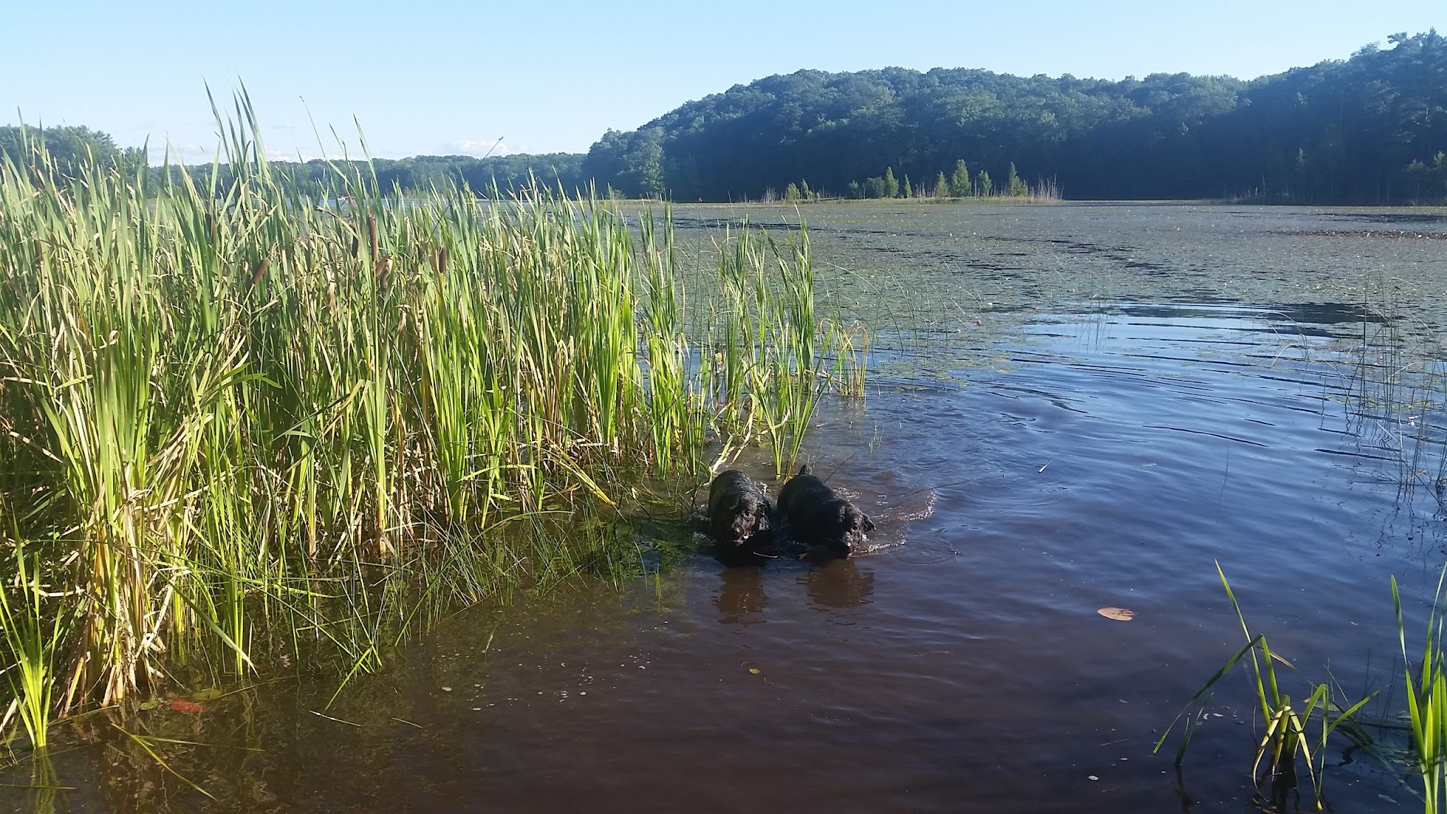 Long Lake State Forest Campground  (Wexford)