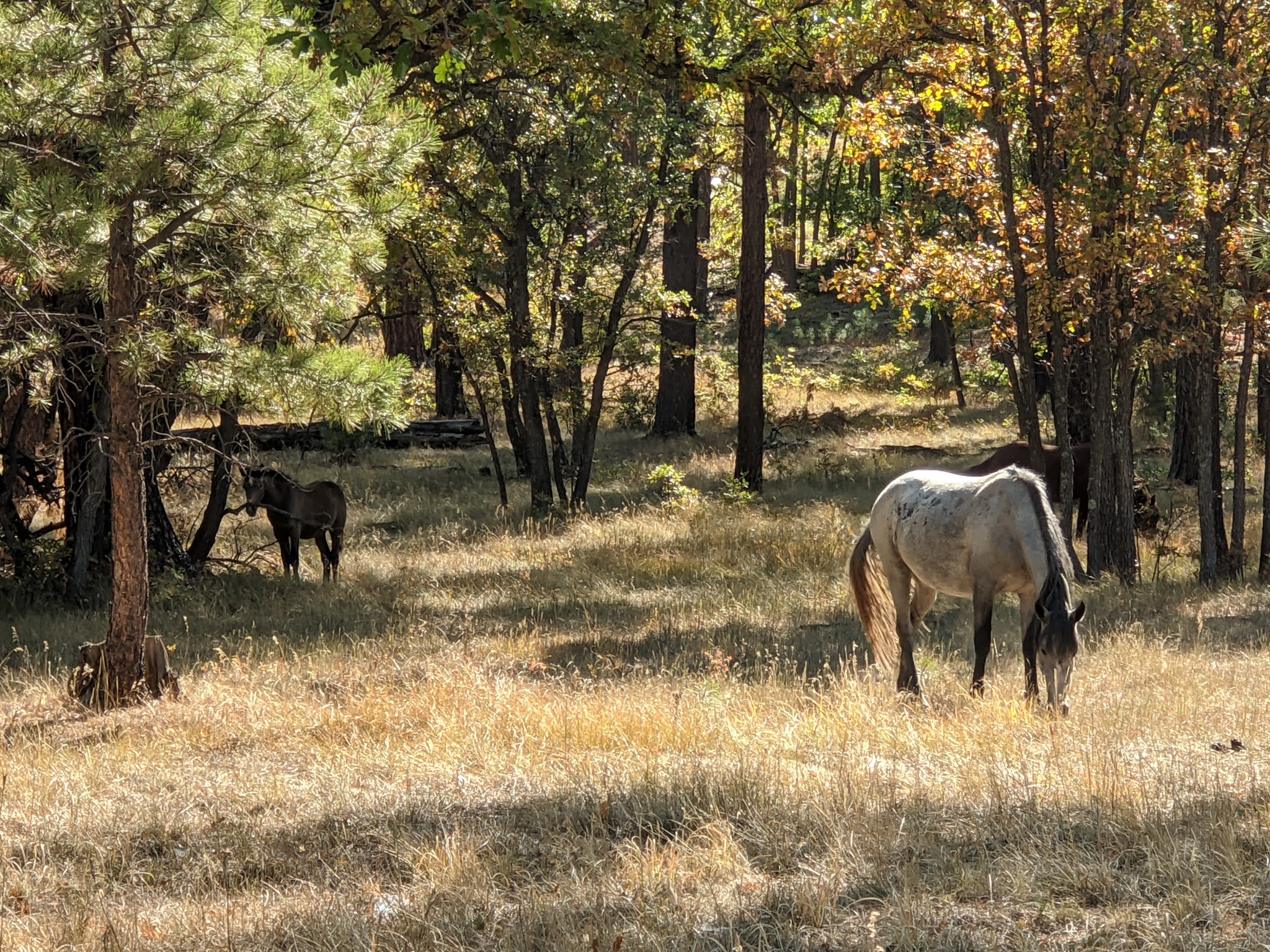 Los Burros Campground