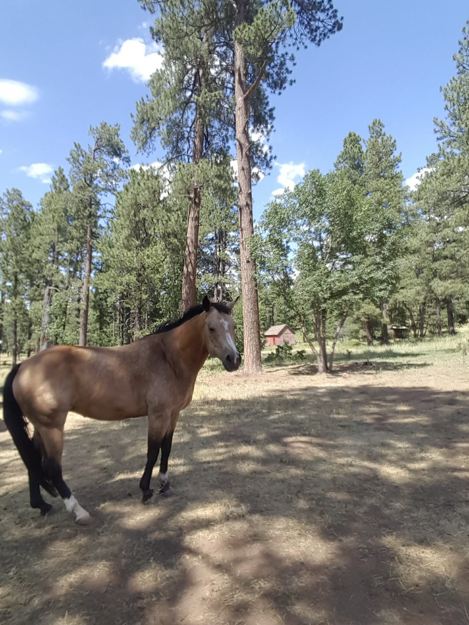 Los Burros Campground