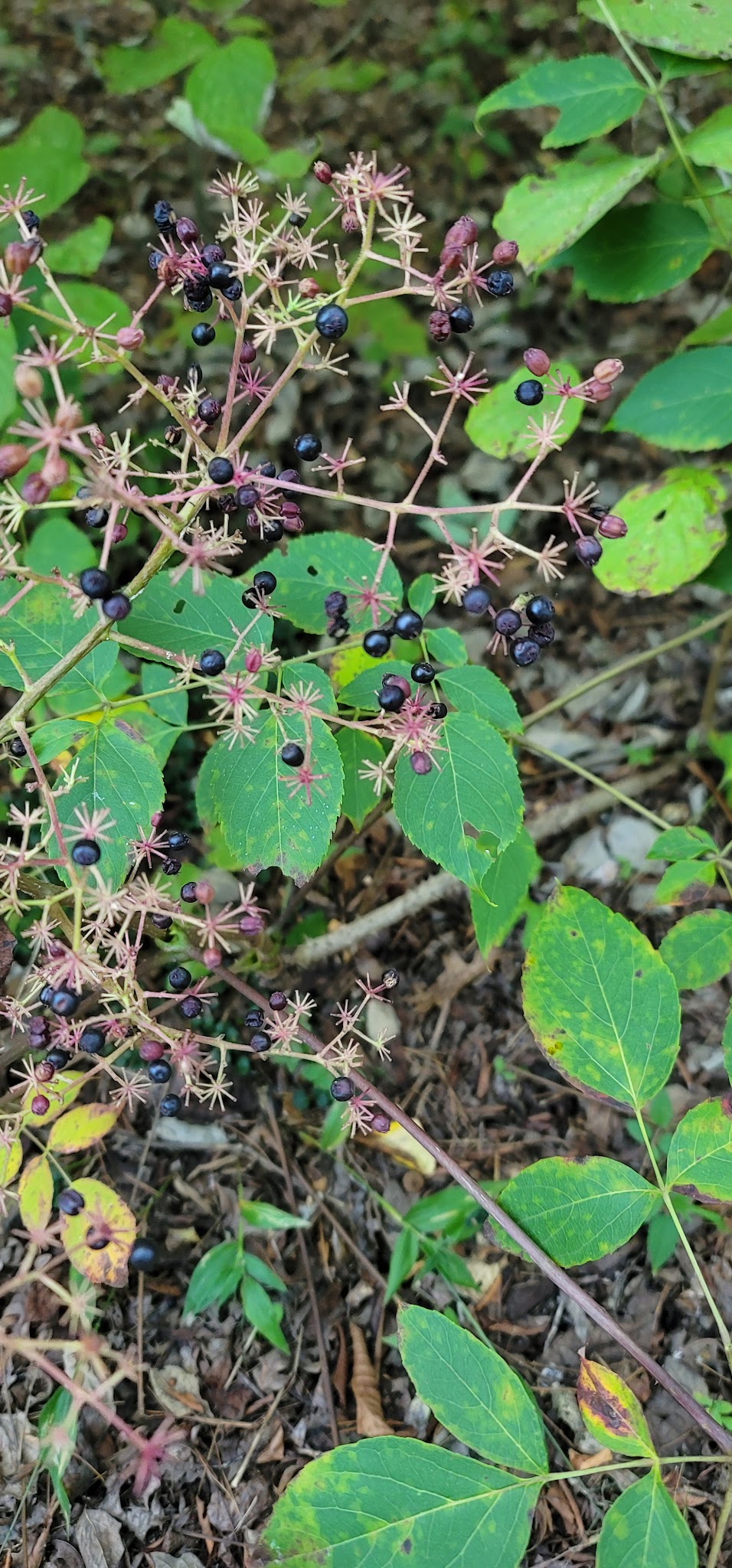 Lost Corral Horse Camp