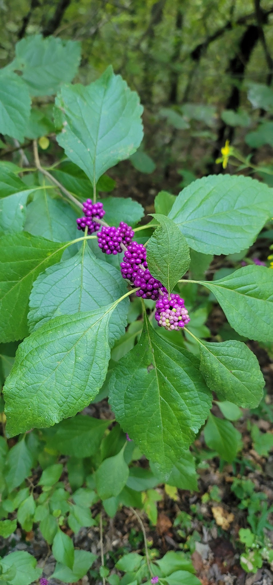 Lost Corral Horse Camp