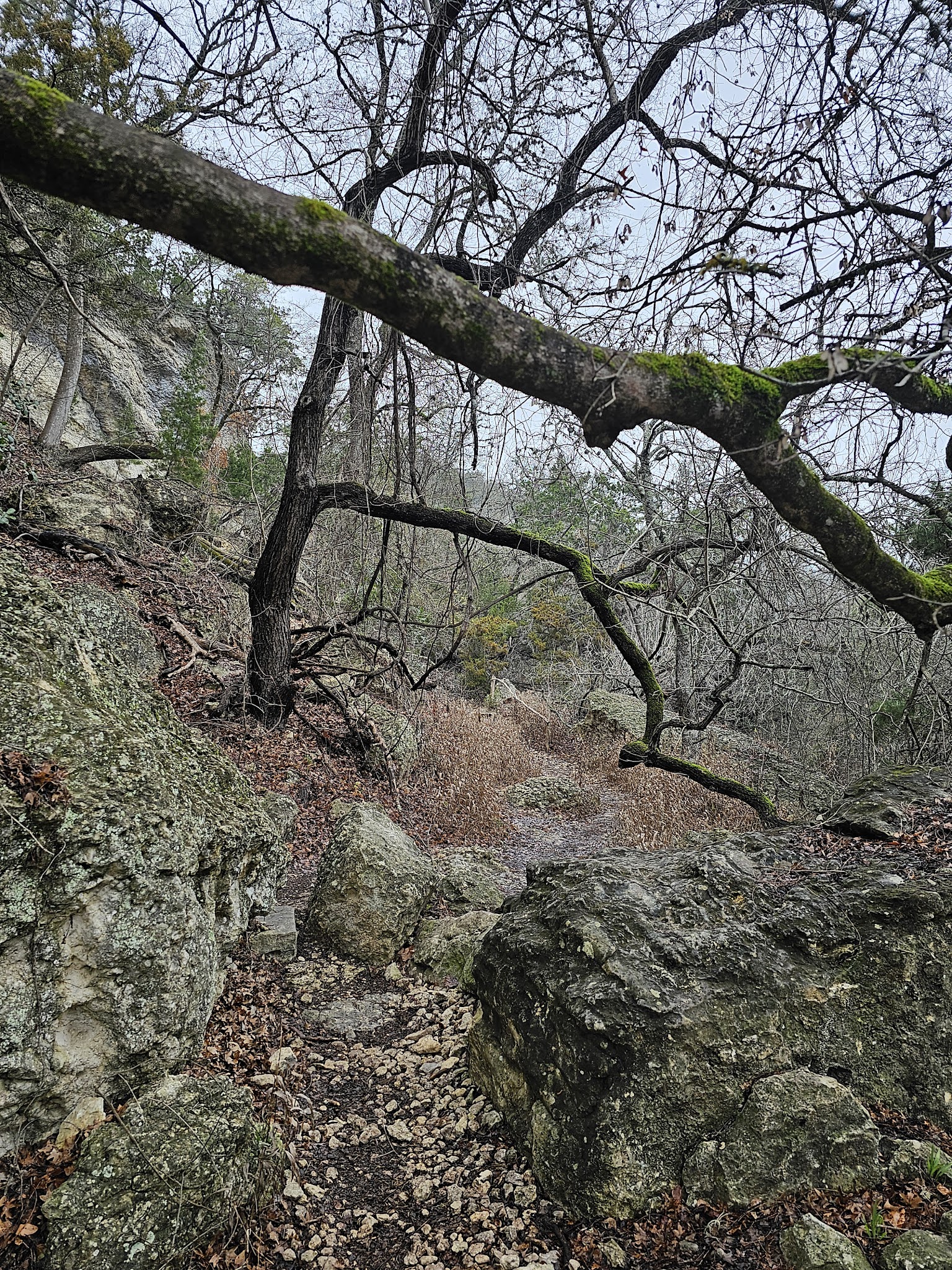 Lost Maples State Natural Area