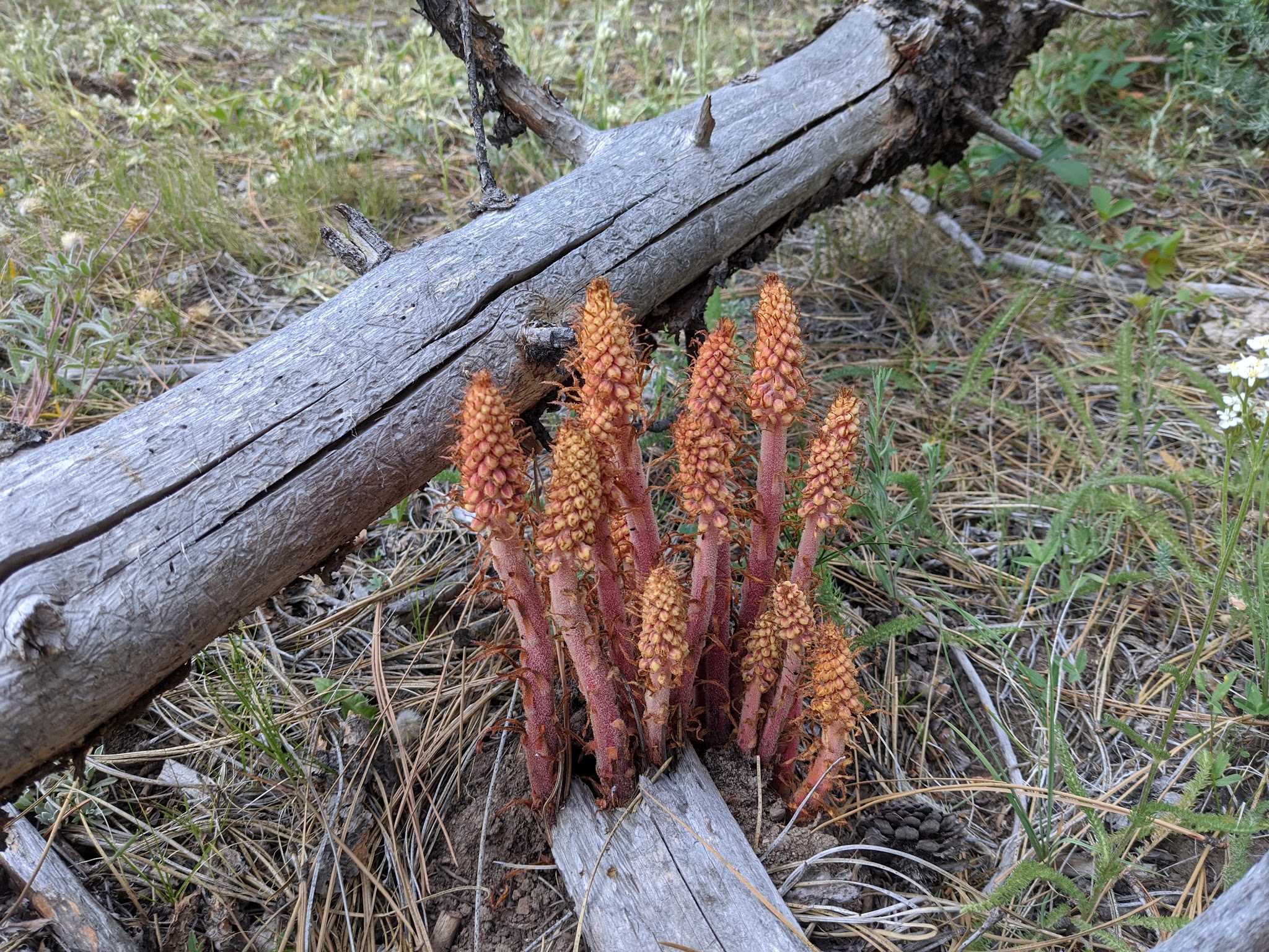 Lower Buck Creek Campground