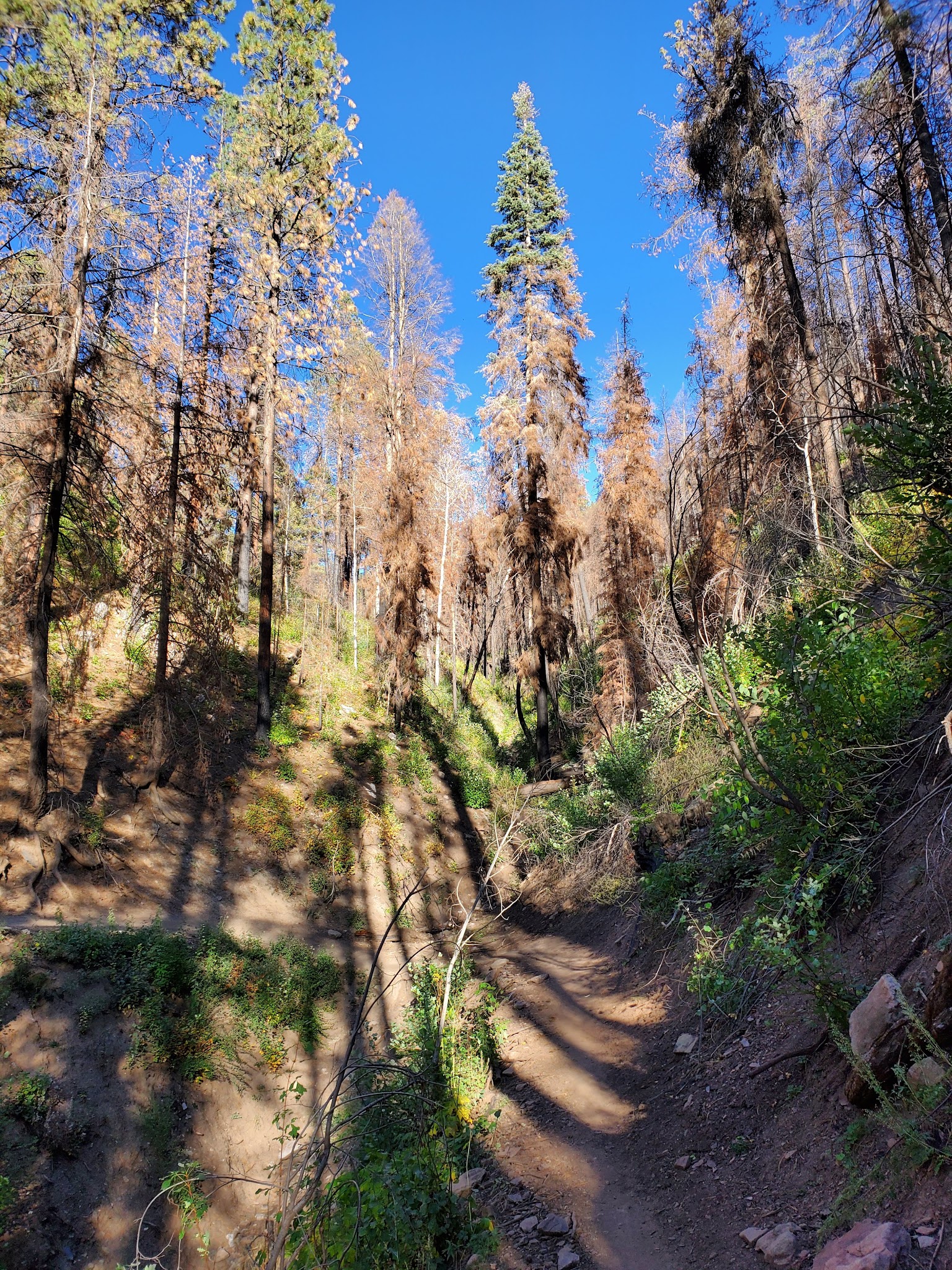 Lower Hermosa Campground