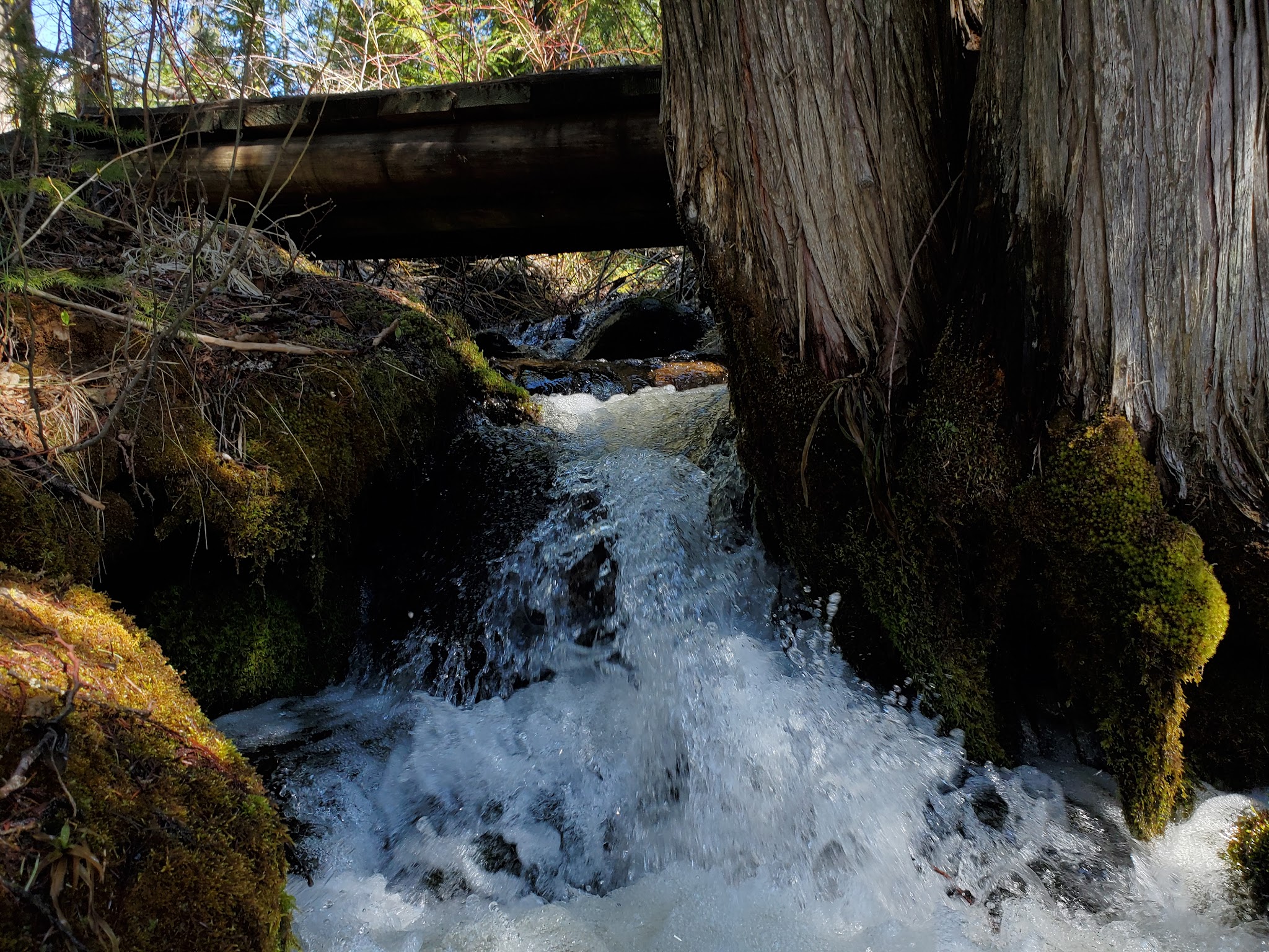 Johnny Creek Campground