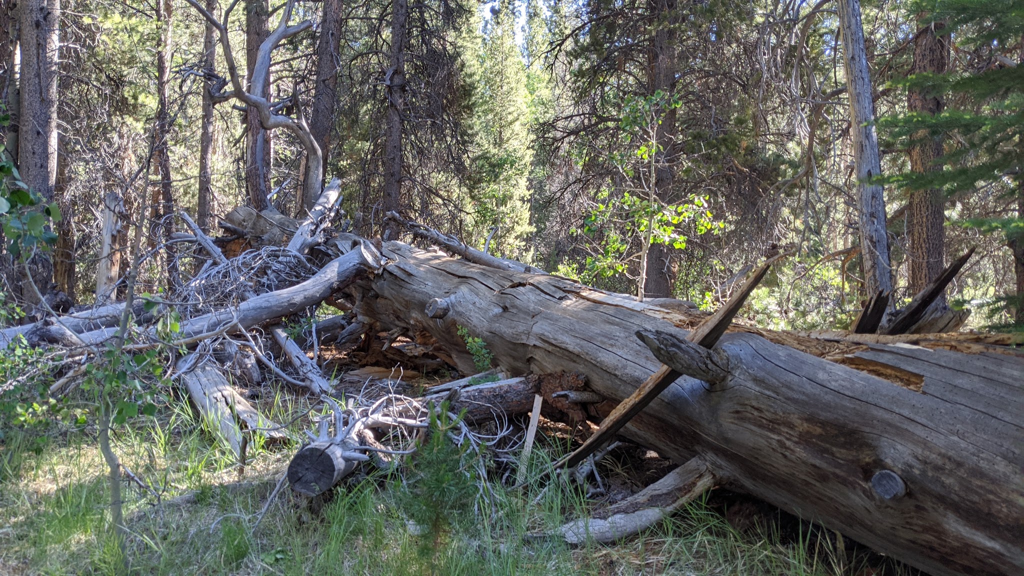 Lower Lee Vining Campground