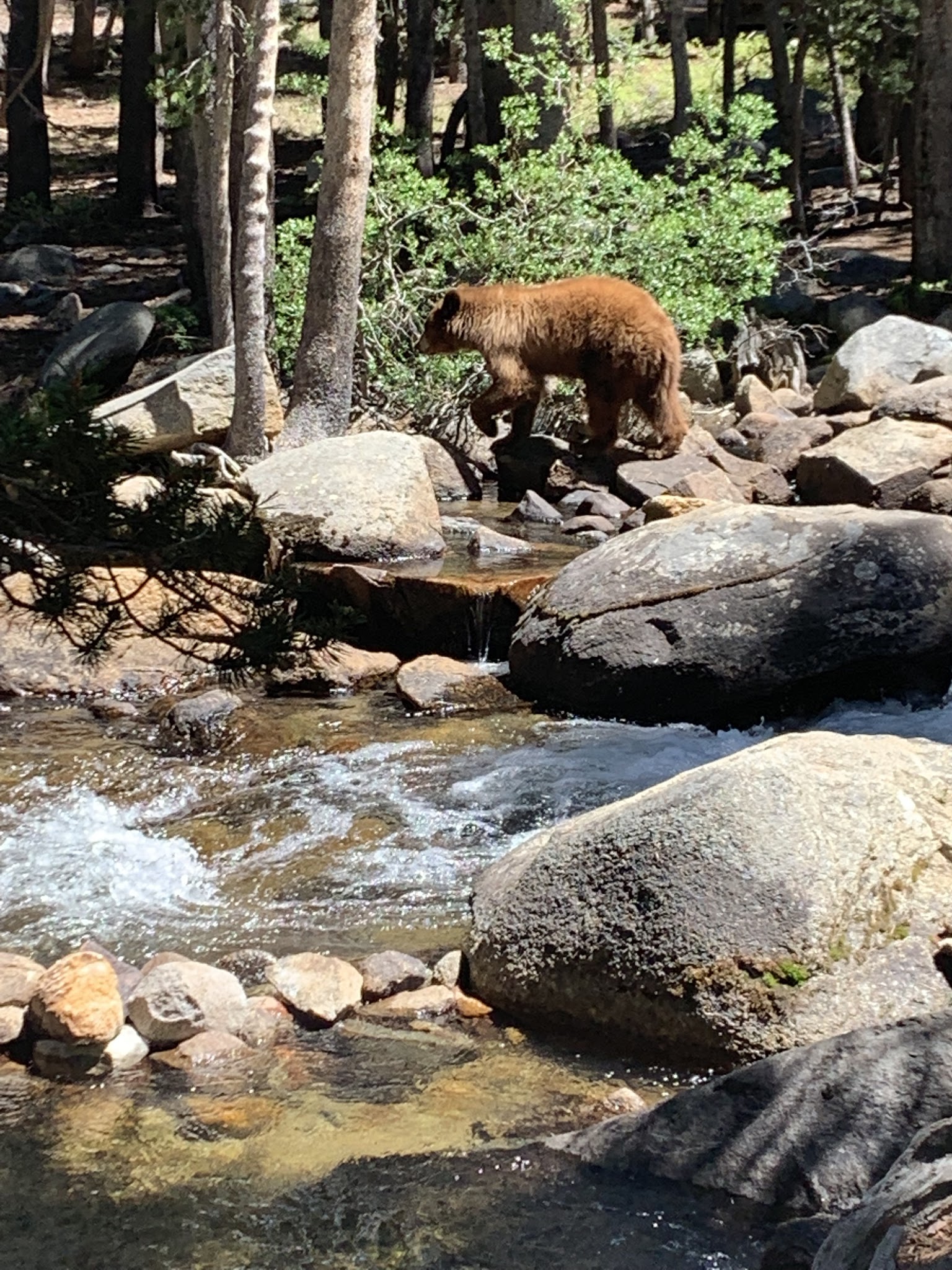 Pine Grove Campground