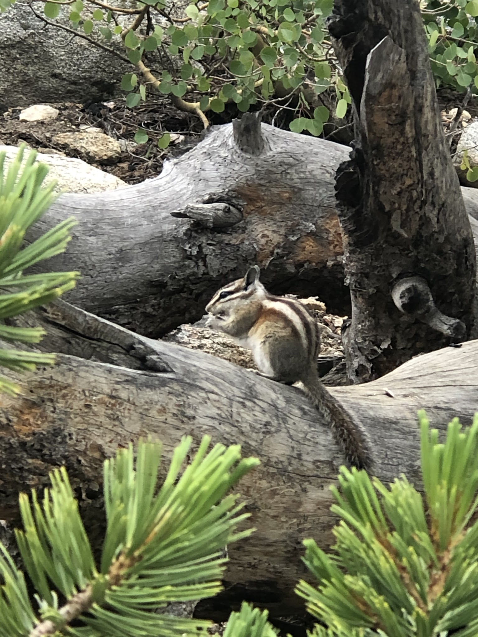 Pine Grove Campground