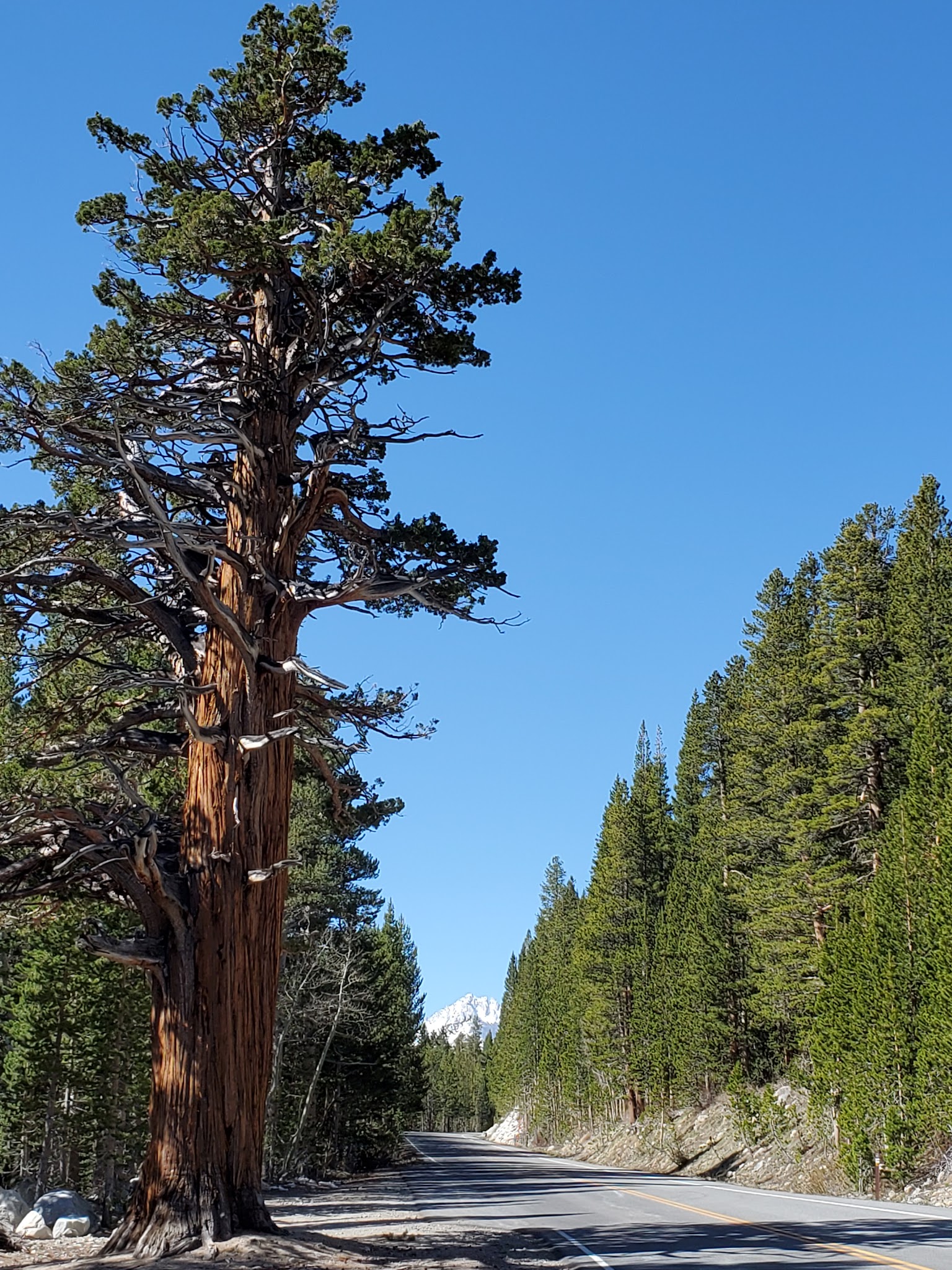 Pine Grove Campground