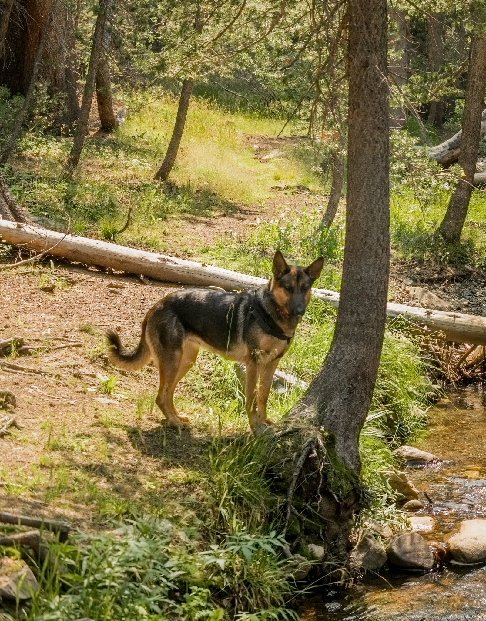 Lower Virginia Creek Primitive Campground