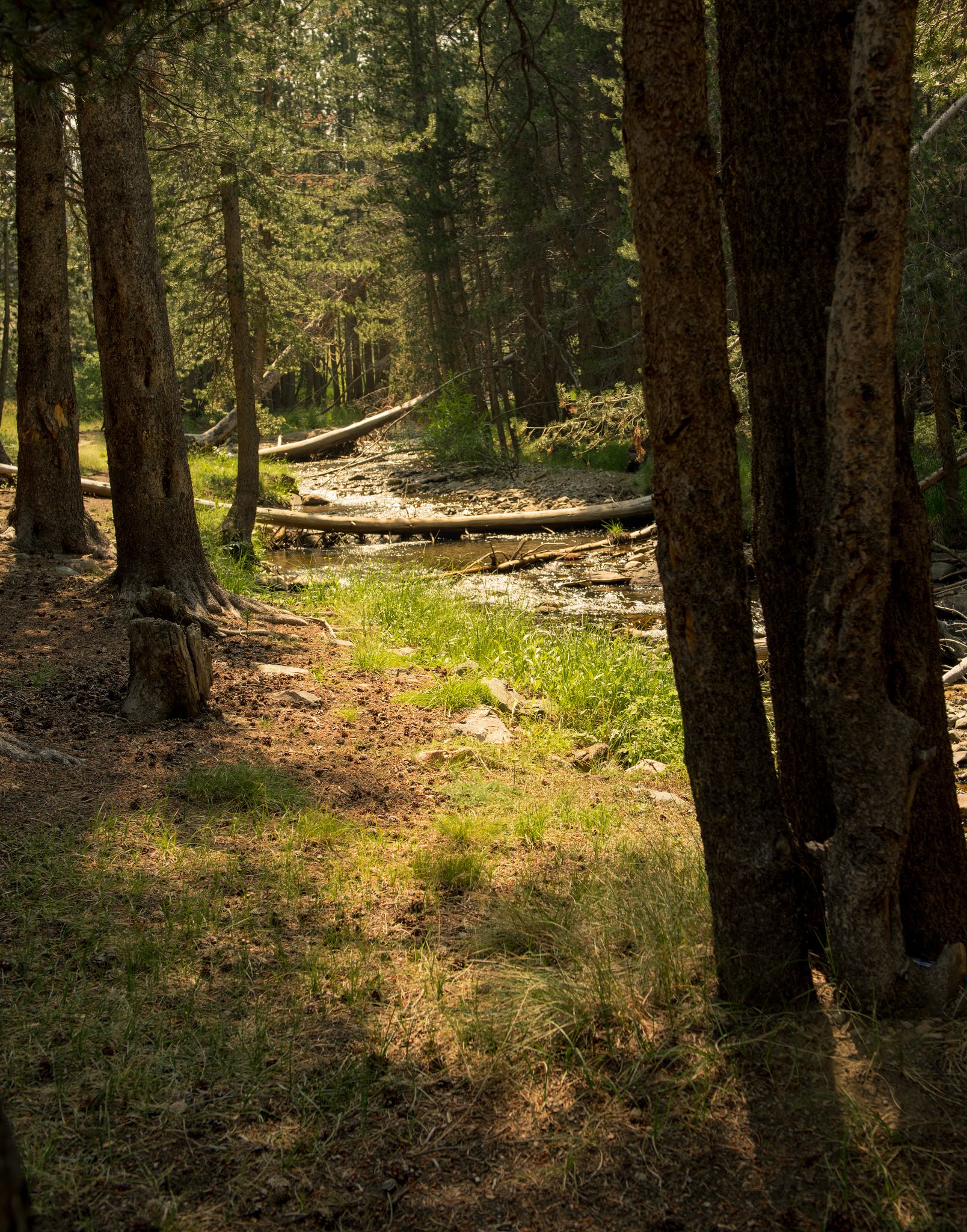 Lower Virginia Creek Primitive Campground