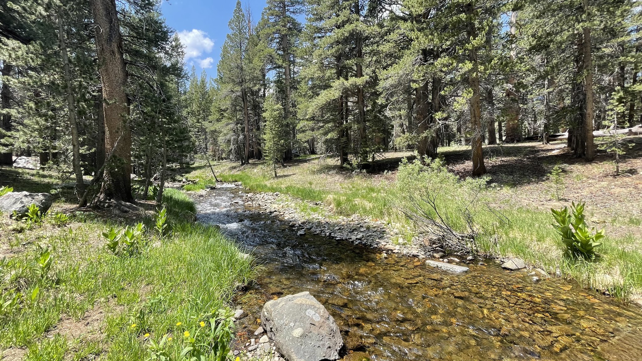 Lower Virginia Creek Primitive Campground
