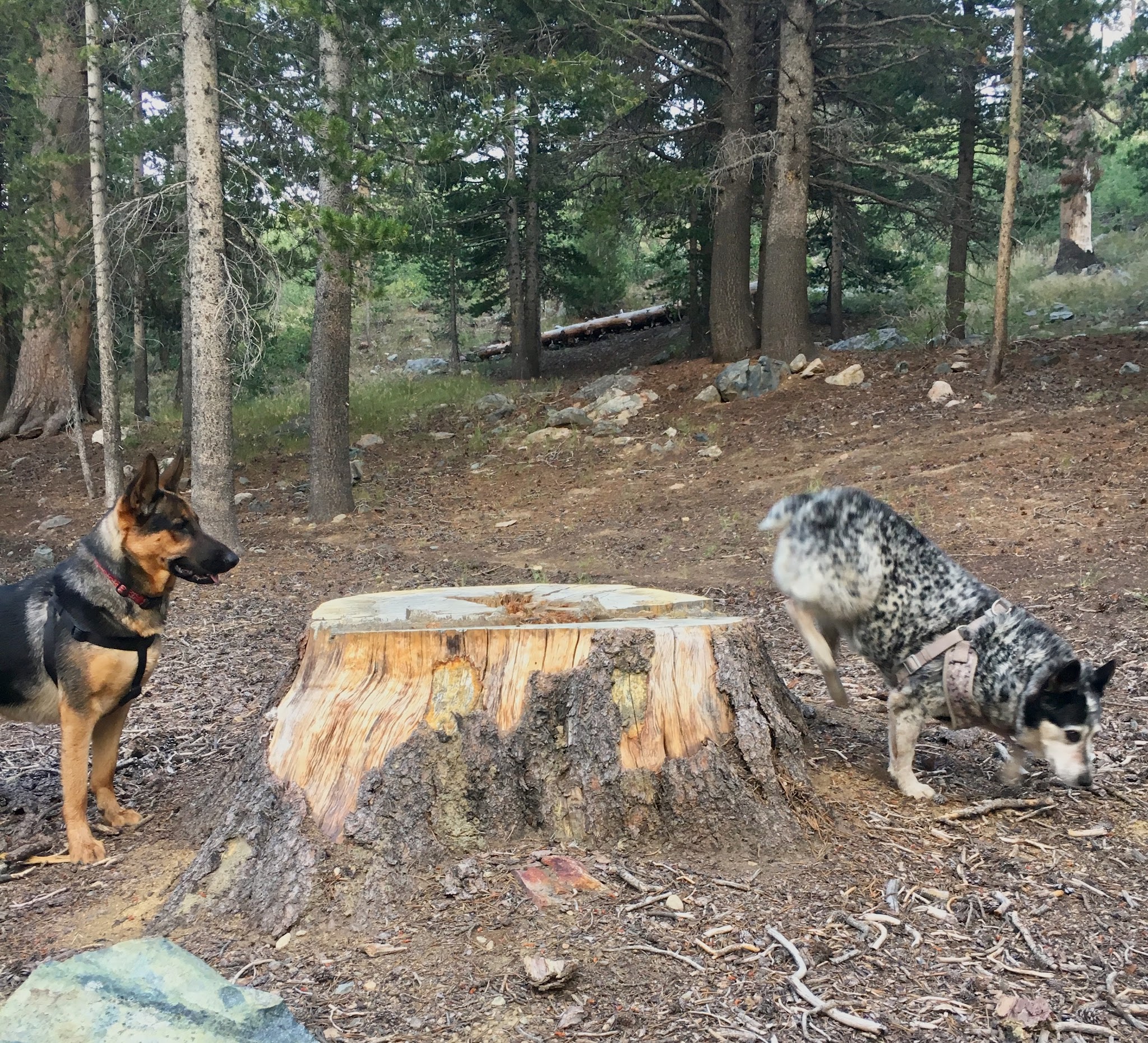 Lower Virginia Creek Primitive Campground