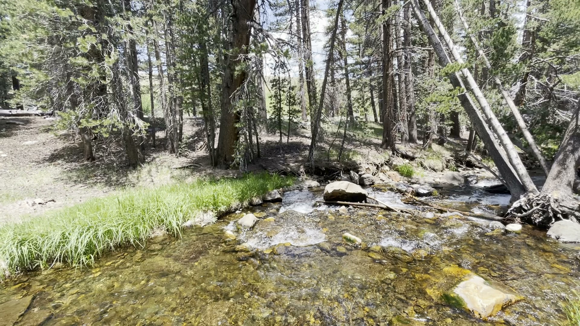 Lower Virginia Creek Primitive Campground