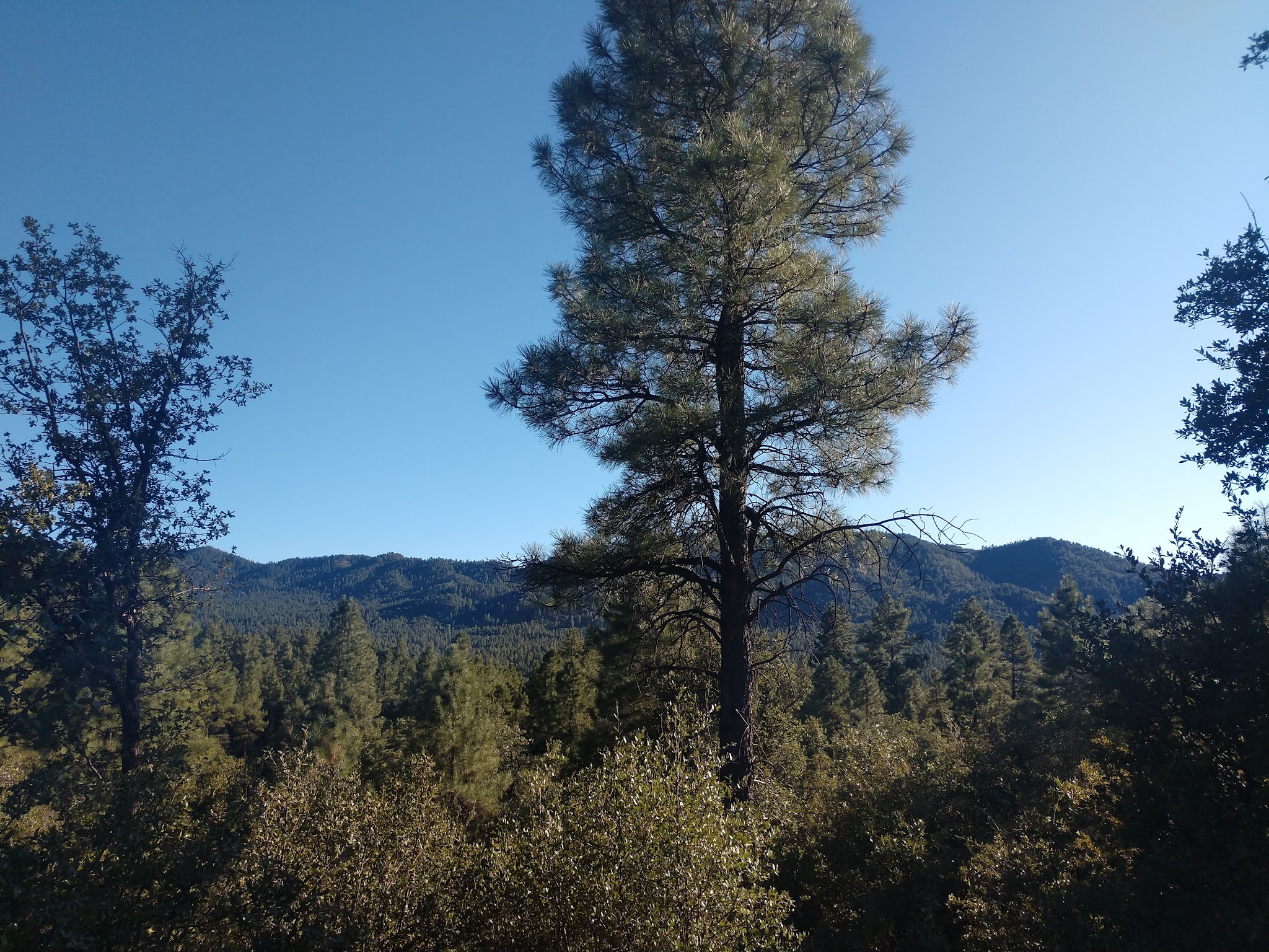 Lower Wolf Creek Campground