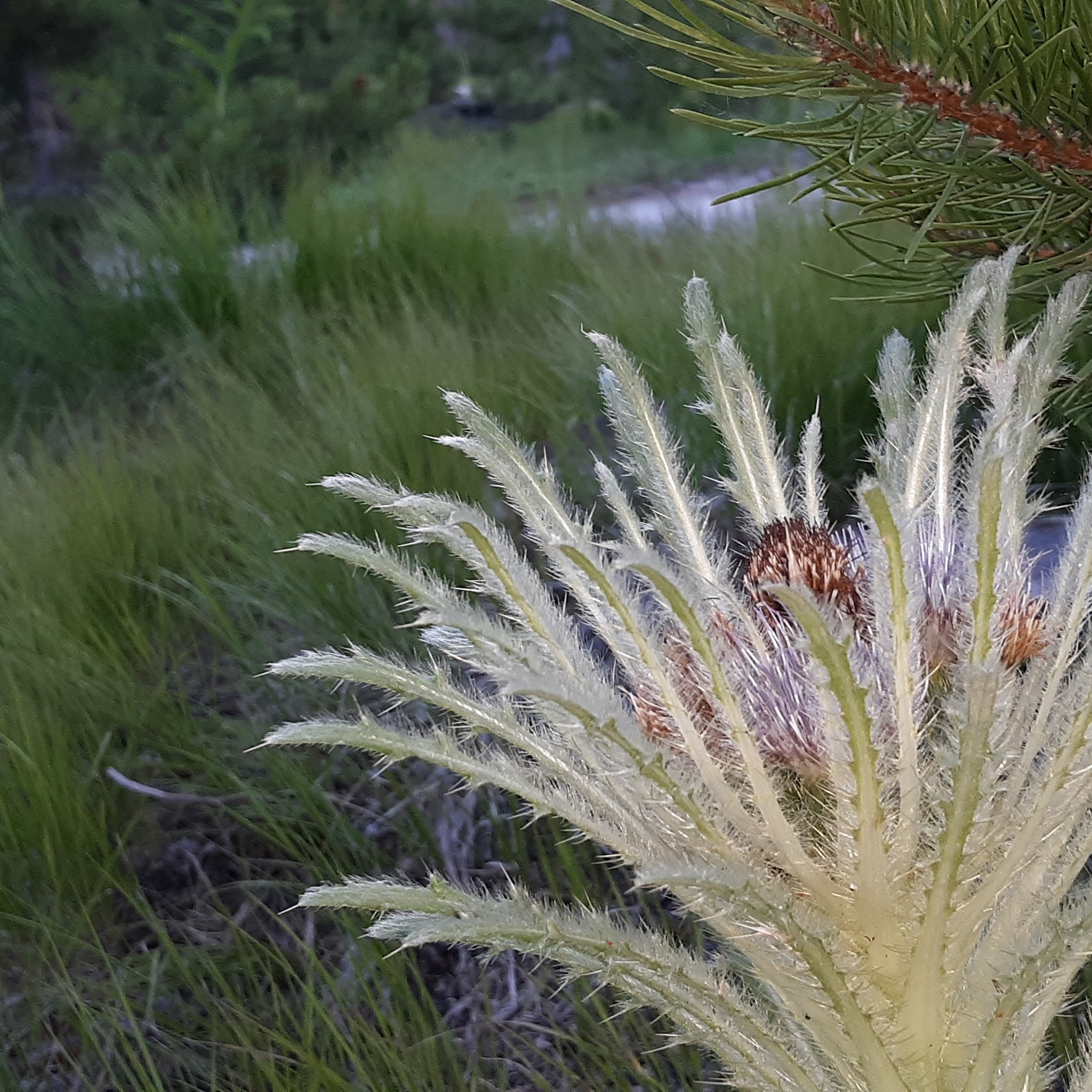 Lowland Campground And Picnic Area